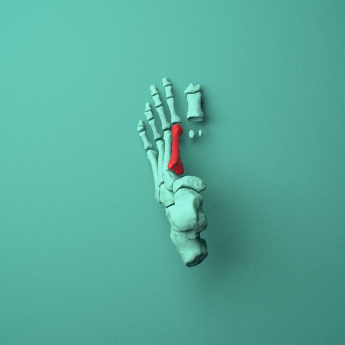 3D model of the Left second metatarsal (foot) shown in position within a full foot and ankle model, superior view.