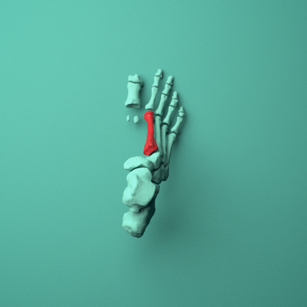 3D model of the Right second metatarsal (foot) shown in position within a full foot and ankle model, superior view.