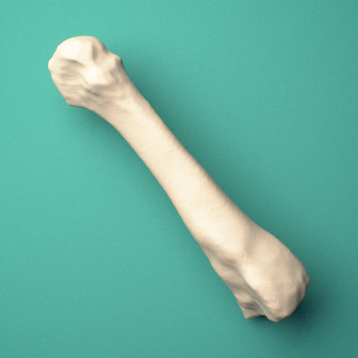 3D-printed Left third metatarsal (foot), oblique view showing the base and head.