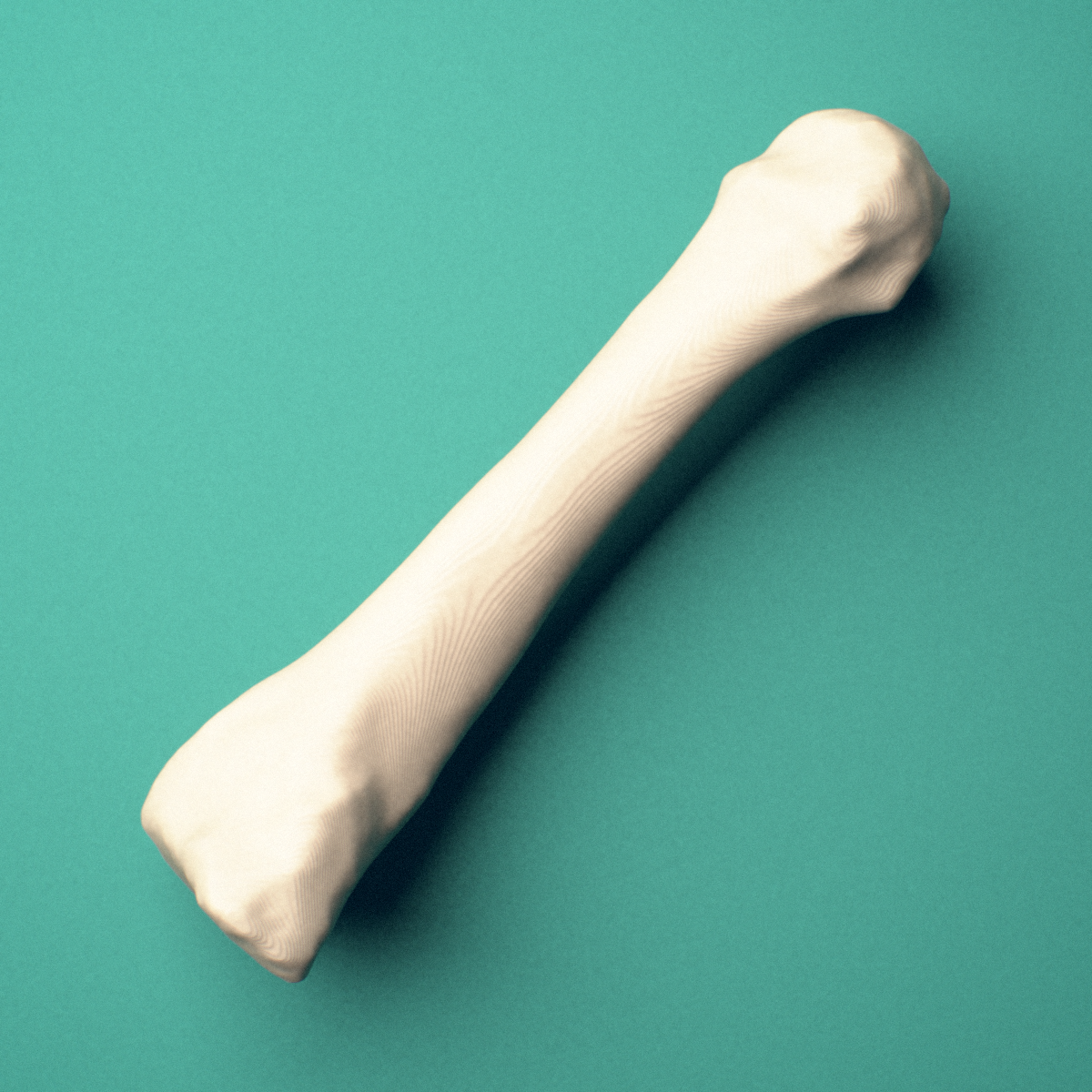 3D-printed Left third metatarsal (foot), close-up view showing the base.