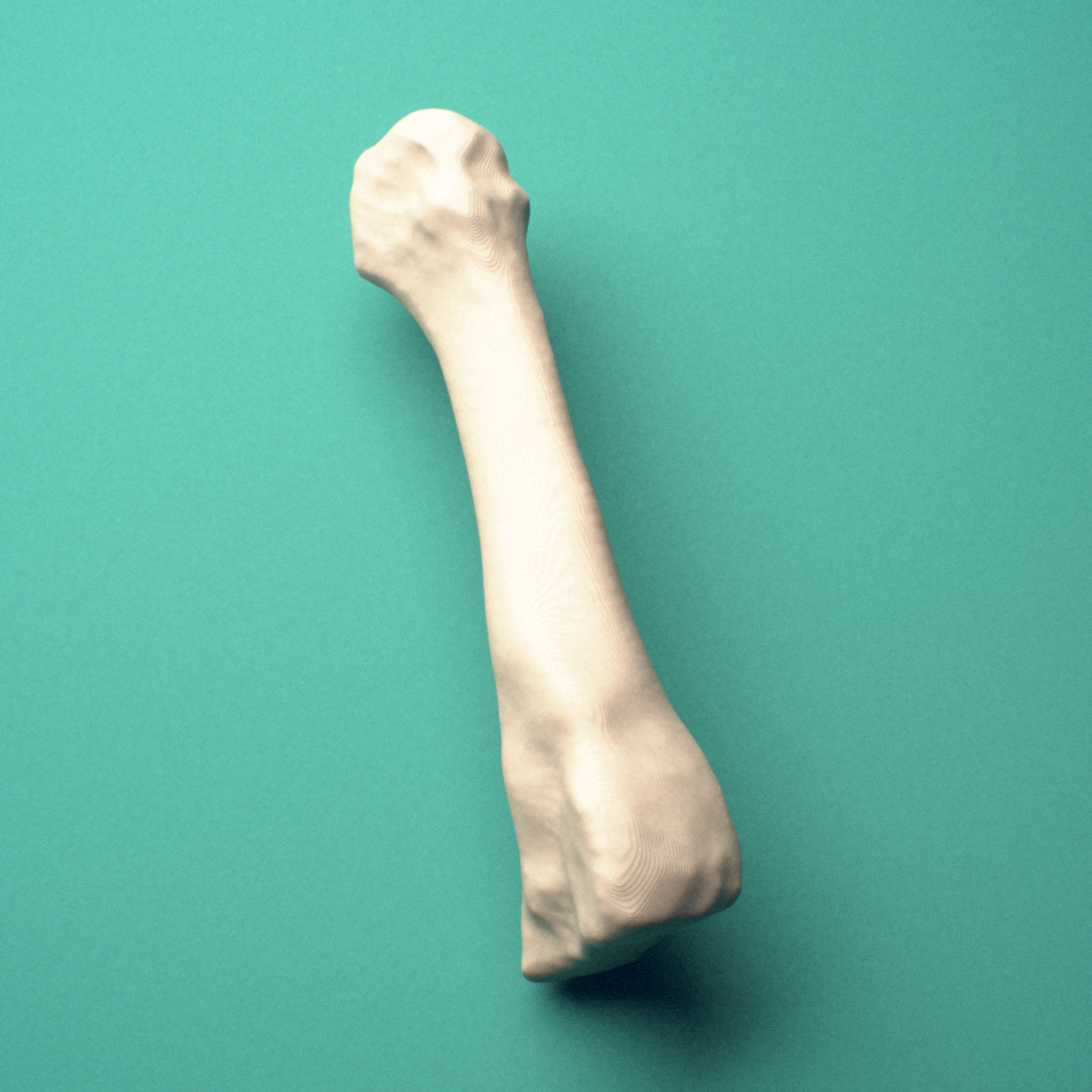 3D-printed Left third metatarsal (foot), close-up view showing the head.