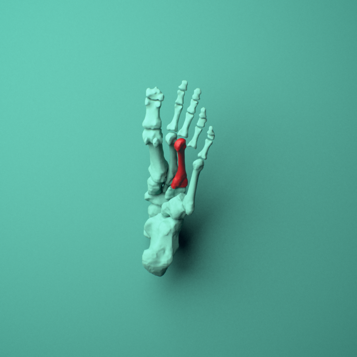 3D model of the Left third metatarsal (foot) shown in position within a full foot and ankle model, inferior view.