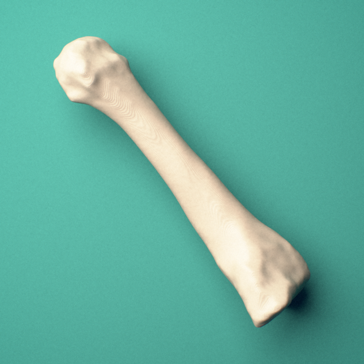 3D-printed Right third metatarsal (foot), oblique view showing the base and head.