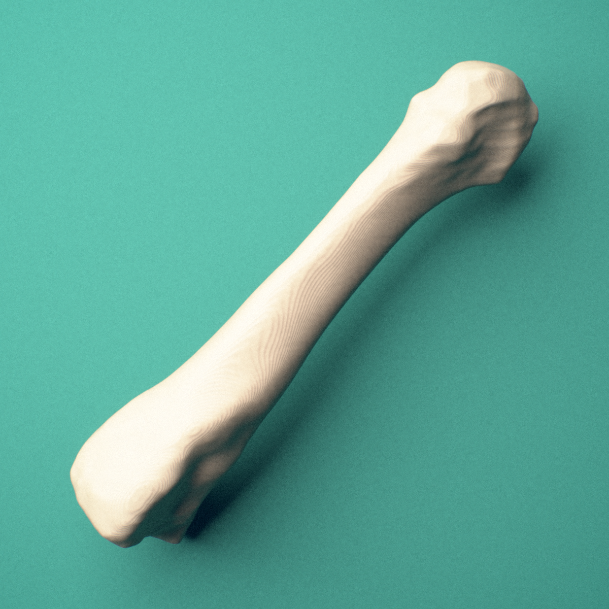 3D-printed Right third metatarsal (foot), close-up view showing the base.