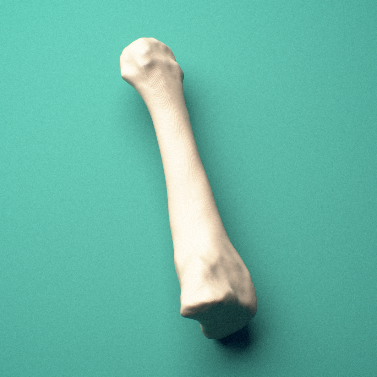 3D-printed Right third metatarsal (foot), close-up view showing the head.
