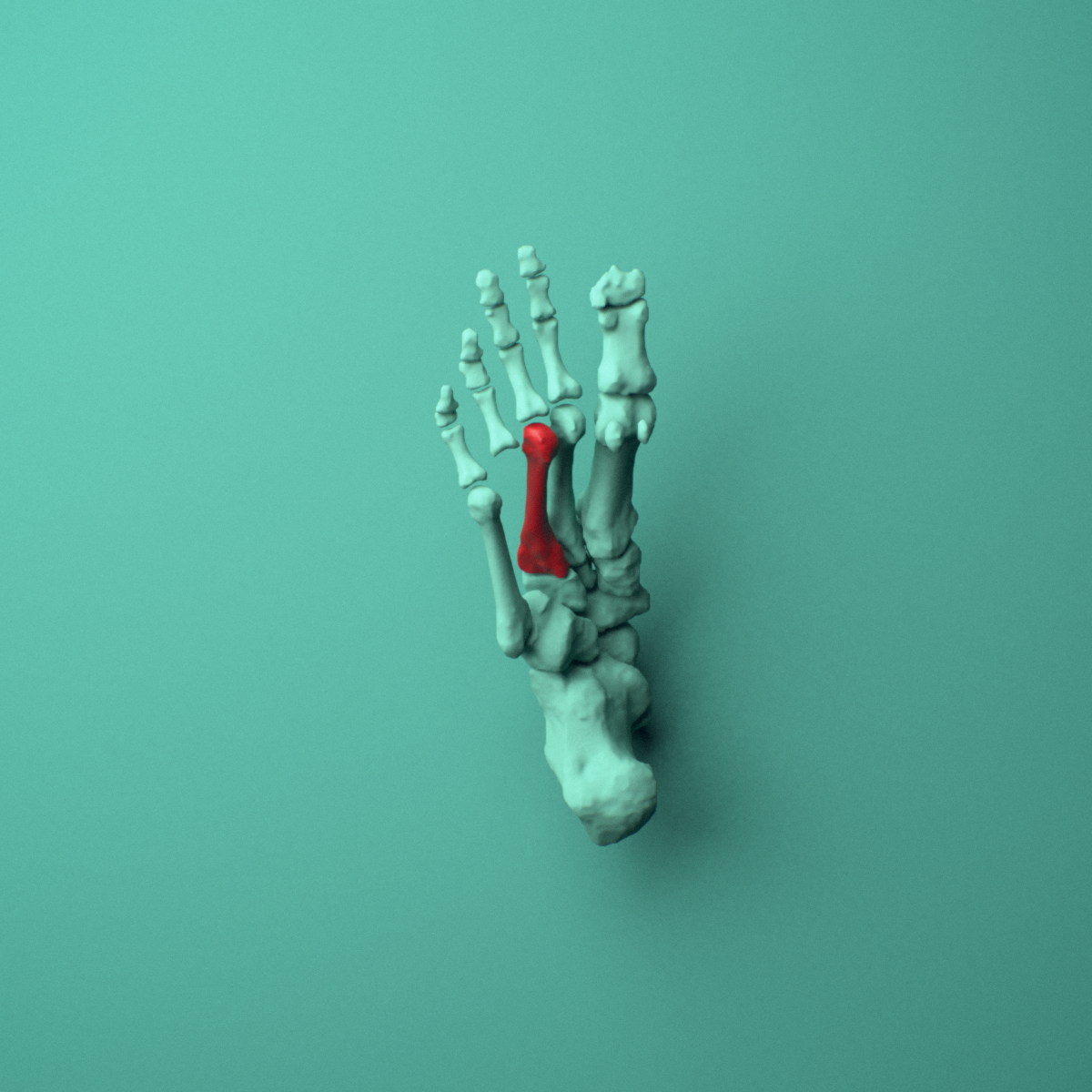 3D model of the Right third metatarsal (foot) shown in position within a full foot and ankle model, inferior view.