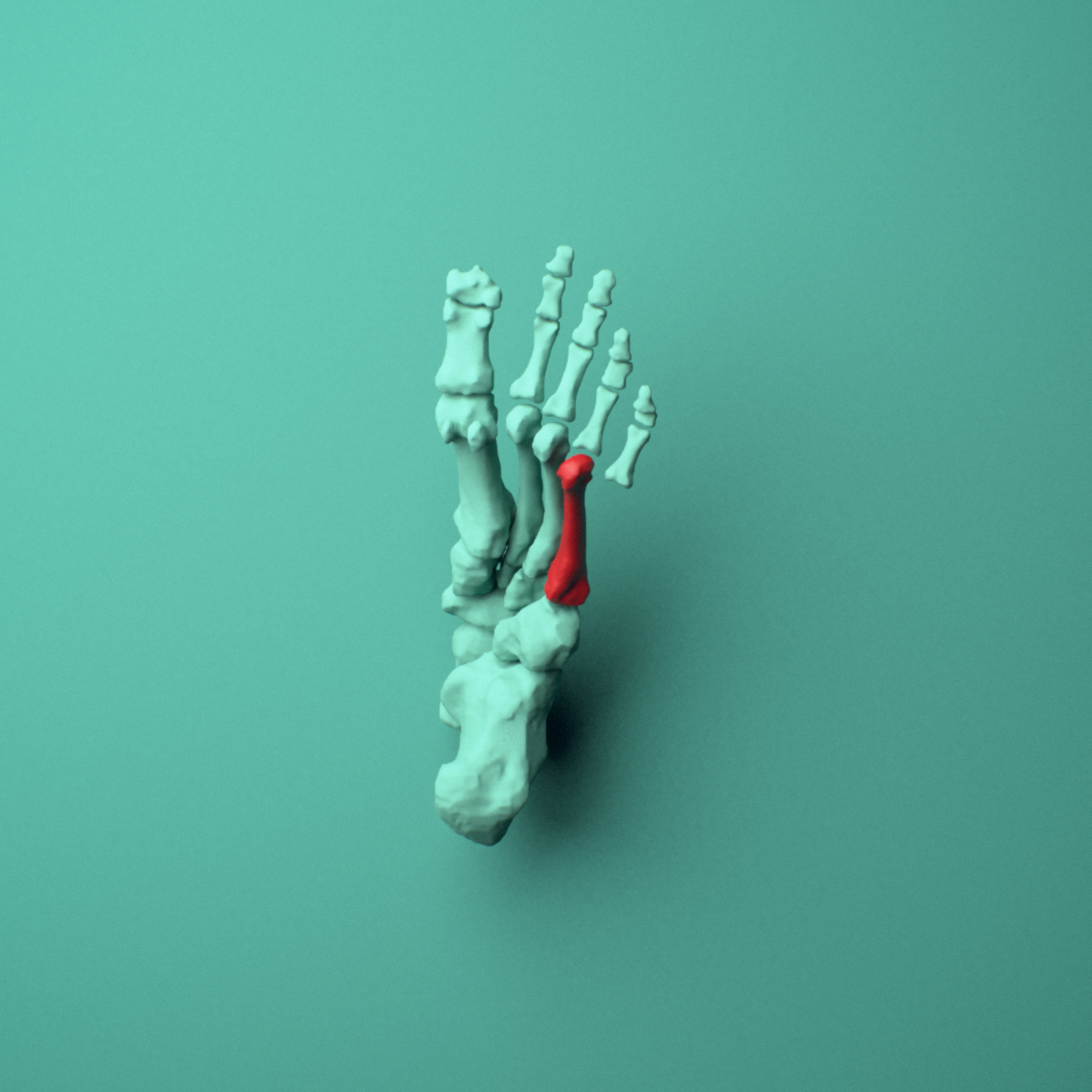 3D model of the Left fourth metatarsal (foot) shown in position within a full foot and ankle model, inferior view.