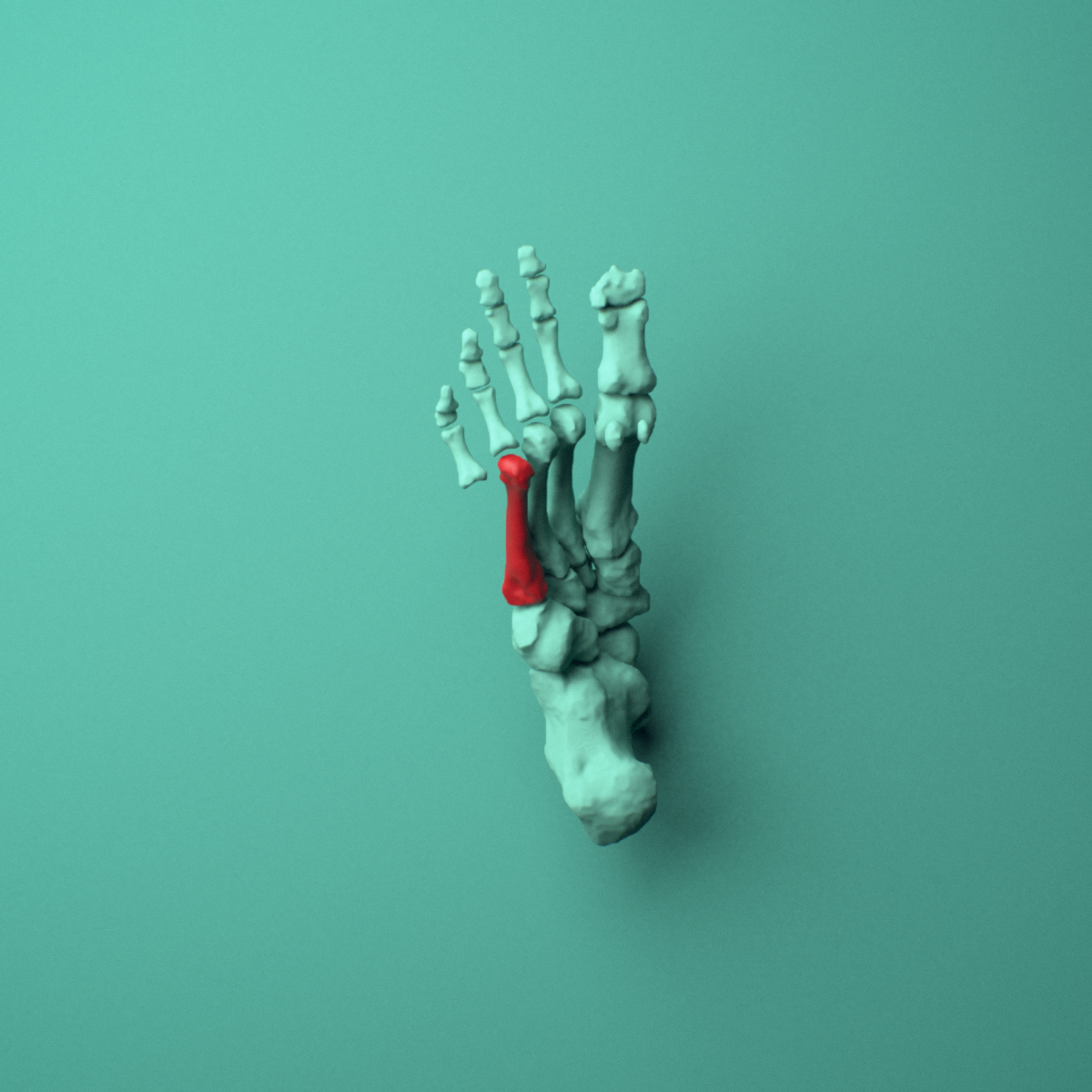 3D model of the Right fourth metatarsal (foot) shown in position within a full foot and ankle model, inferior view.