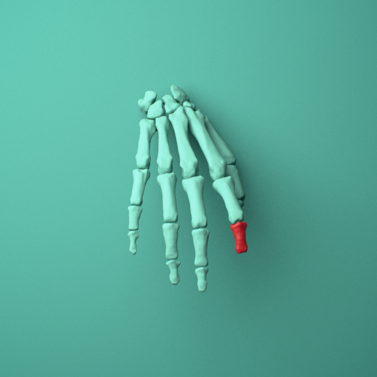 3D model of the Right index finger middle phalanx shown in position within a full hand and wrist model, anterior view.