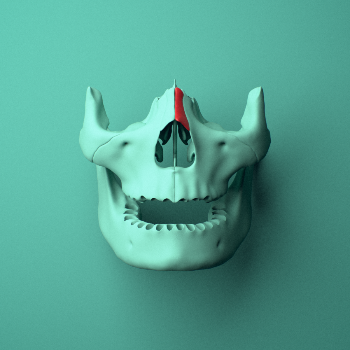 3D model of the Left nasal bone shown in position within a full skull model, anterior view.
