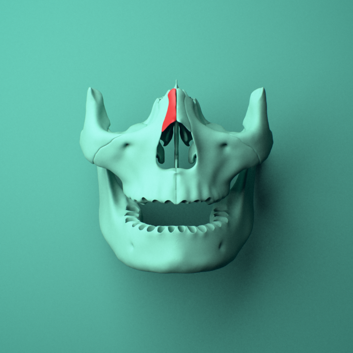 3D model of the Right nasal bone shown in position within a full skull model, anterior view.