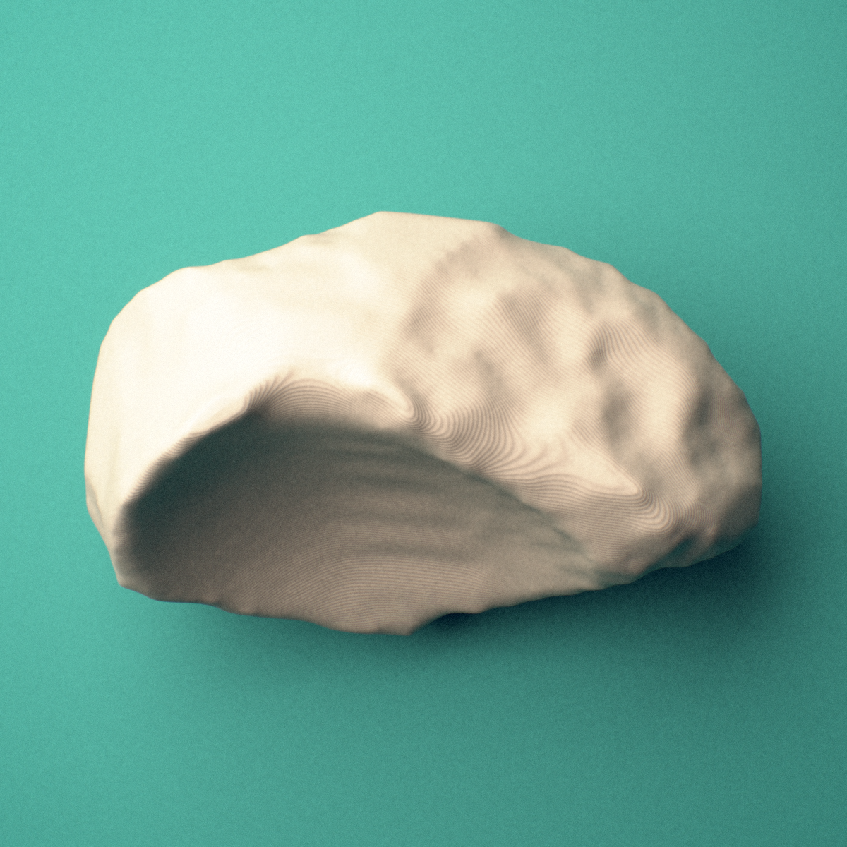 3D-printed Left navicular bone (foot), oblique view showing the tuberosity.