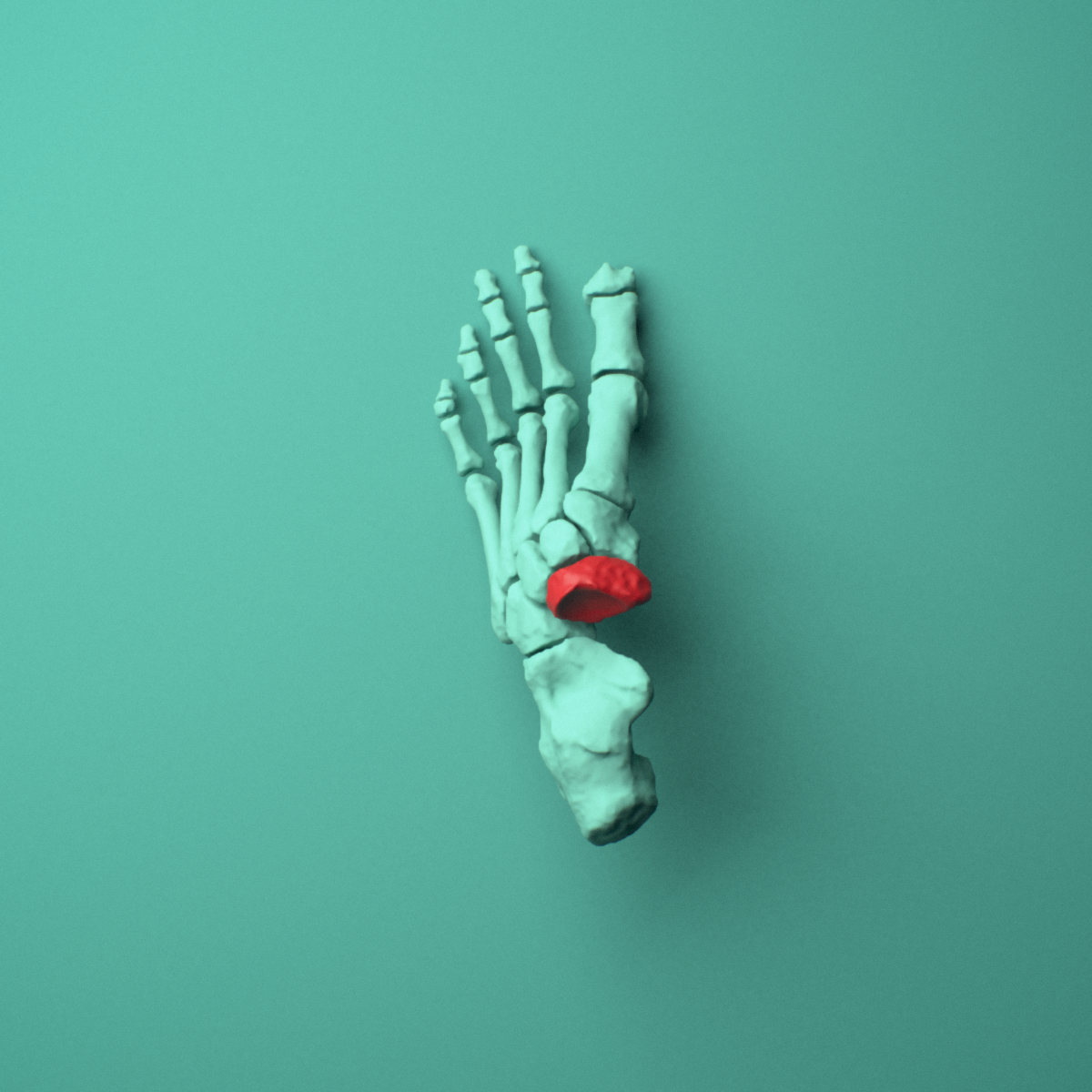 3D model of the Left navicular bone (foot) shown in position within a full foot and ankle model, superior view.