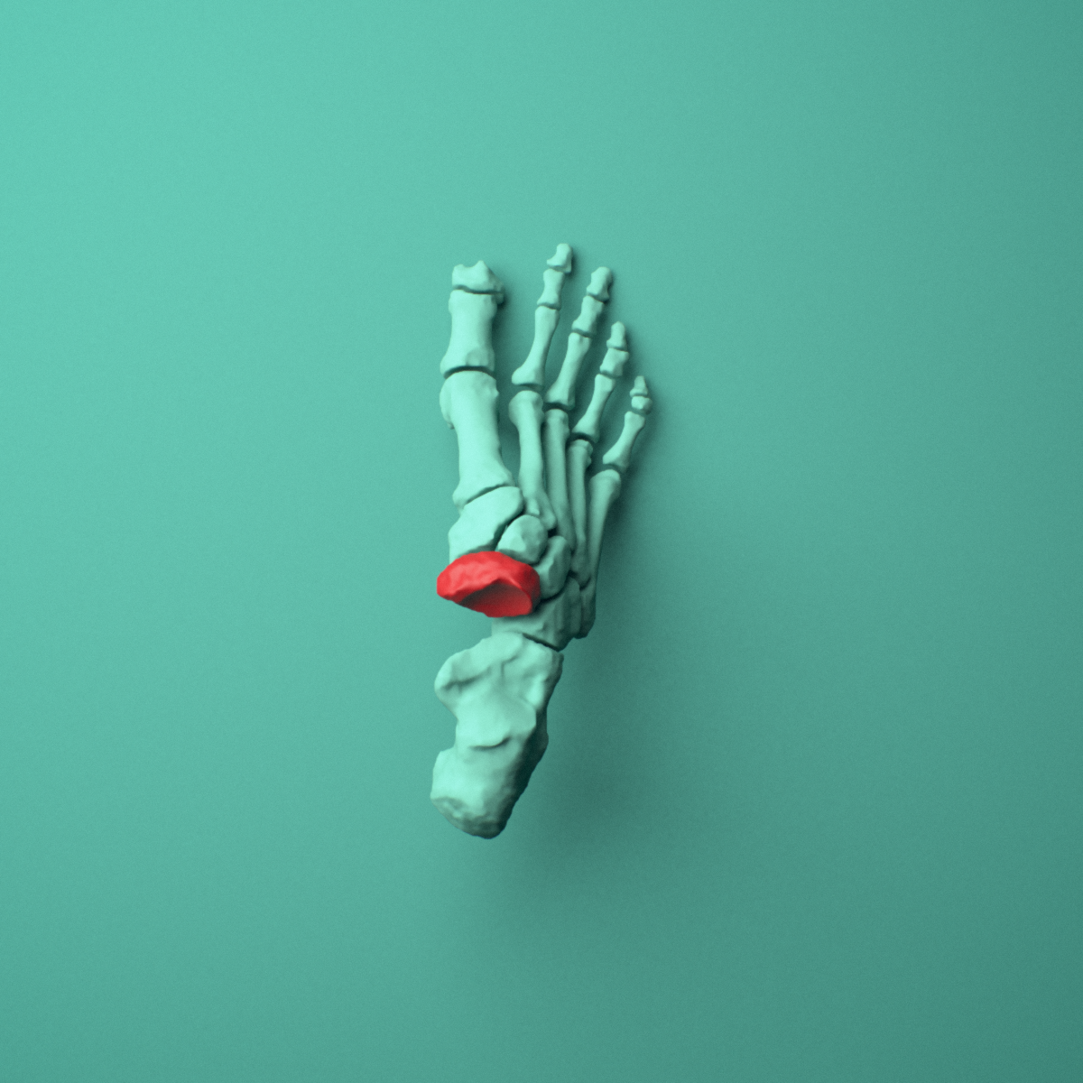 3D model of the Right navicular bone (foot) shown in position within a full foot and ankle model, superior view.