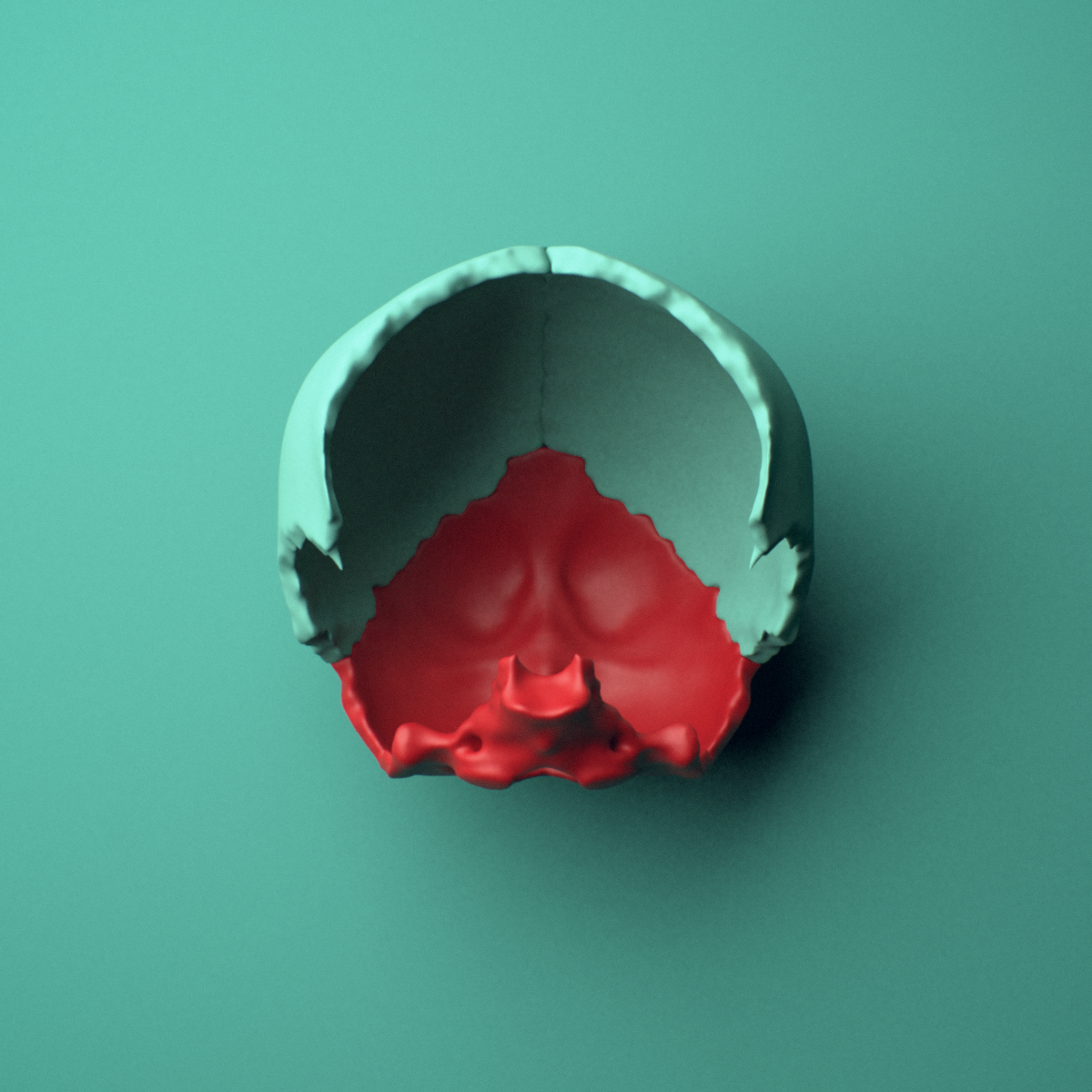 3D model of the Occipital bone shown in position within a skull model, anterior view.
