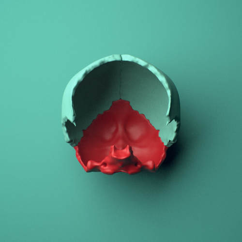 3D model of the Occipital bone shown in position within a skull model, anterior view.