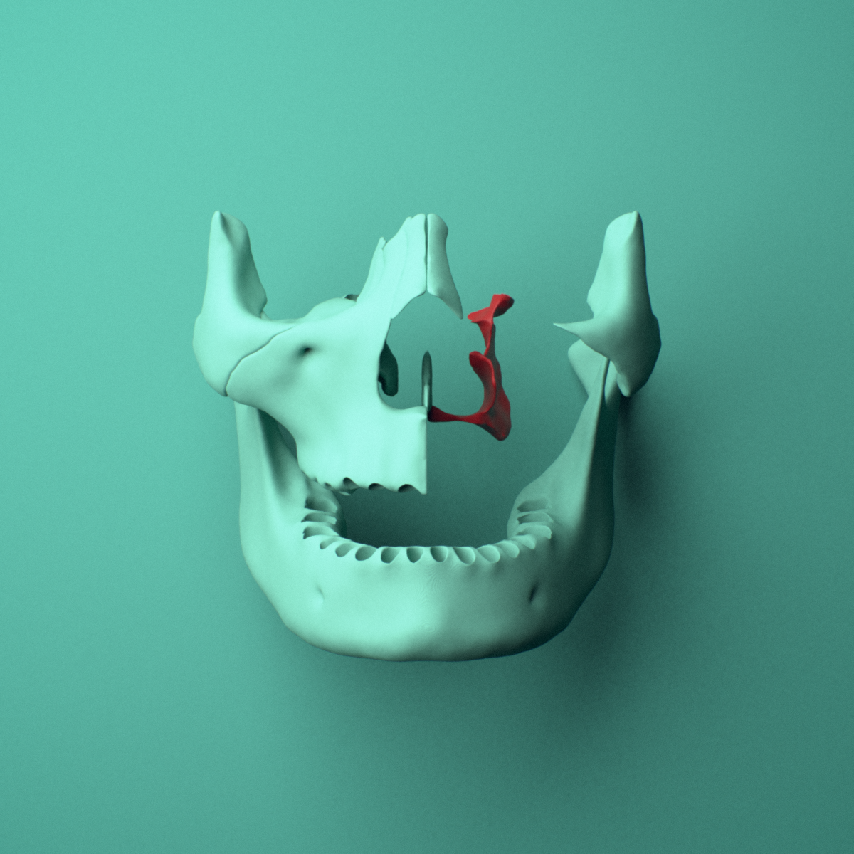 3D model of the Left palatine bone shown in position within a full skull model, anterior view.