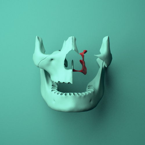 3D model of the Left palatine bone shown in position within a full skull model, anterior view.