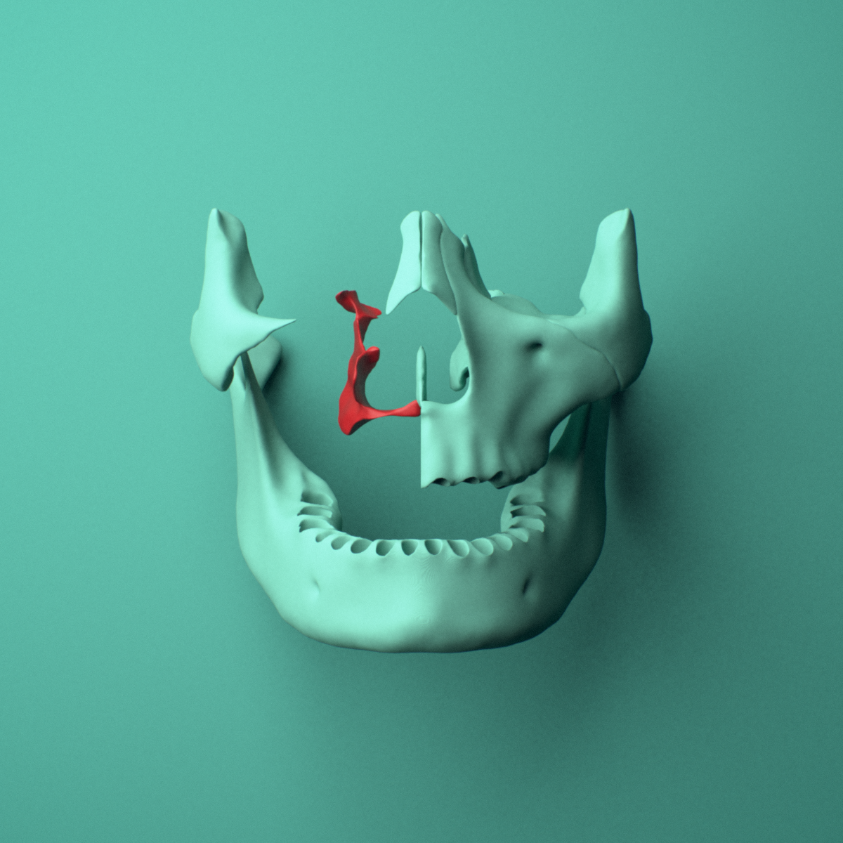 3D model of the Right palatine bone shown in position within a full skull model, anterior view.