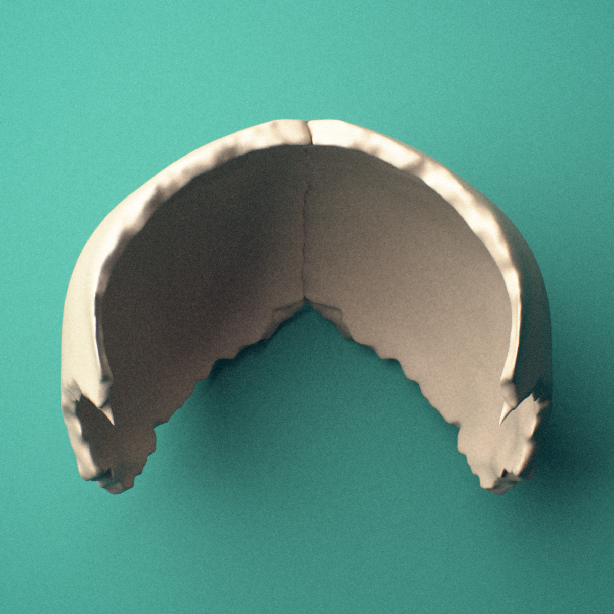 3D-printed Parietal bone, fused, superior view showing the sagittal border.