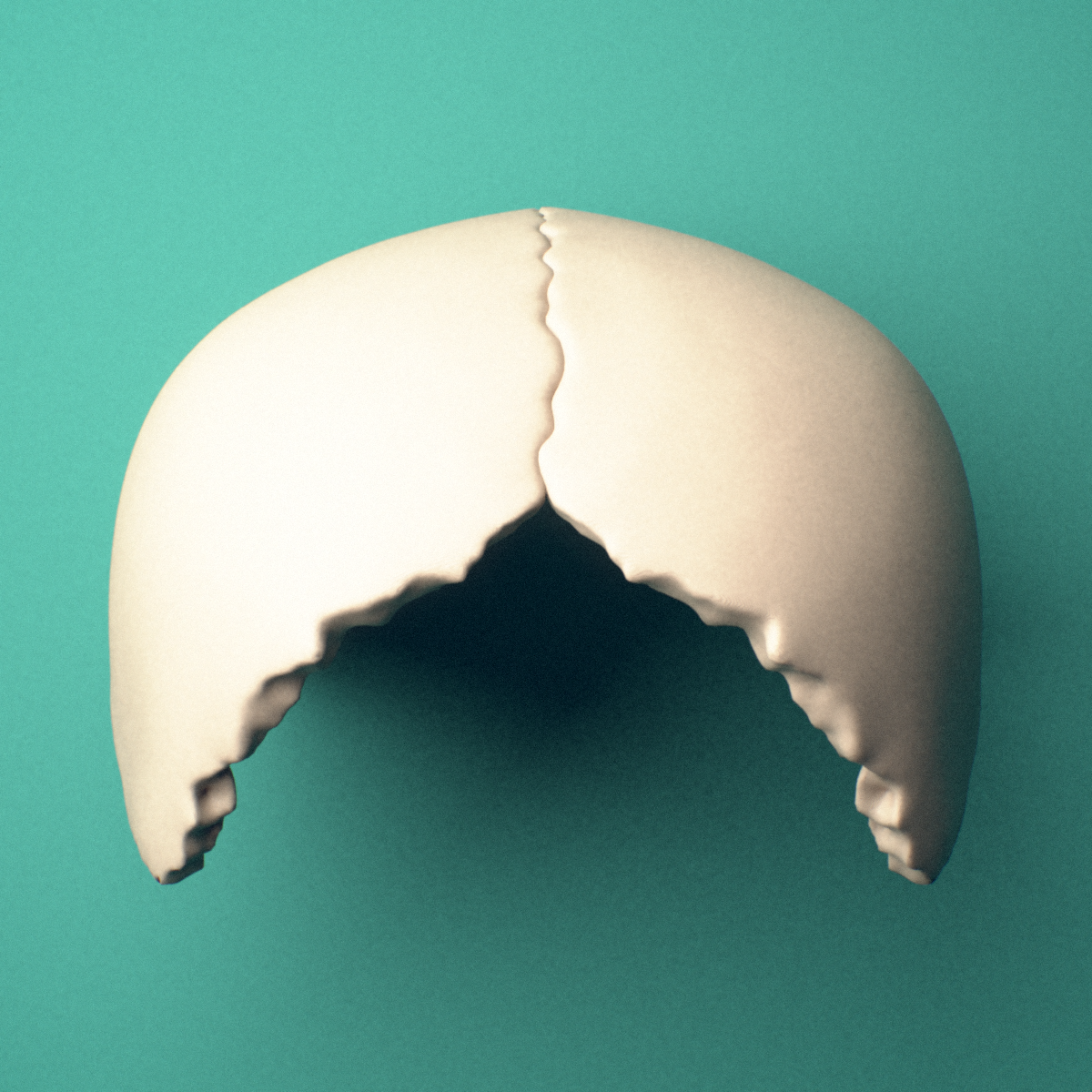 3D-printed Parietal bone, fused, inferior view showing the squamous border.