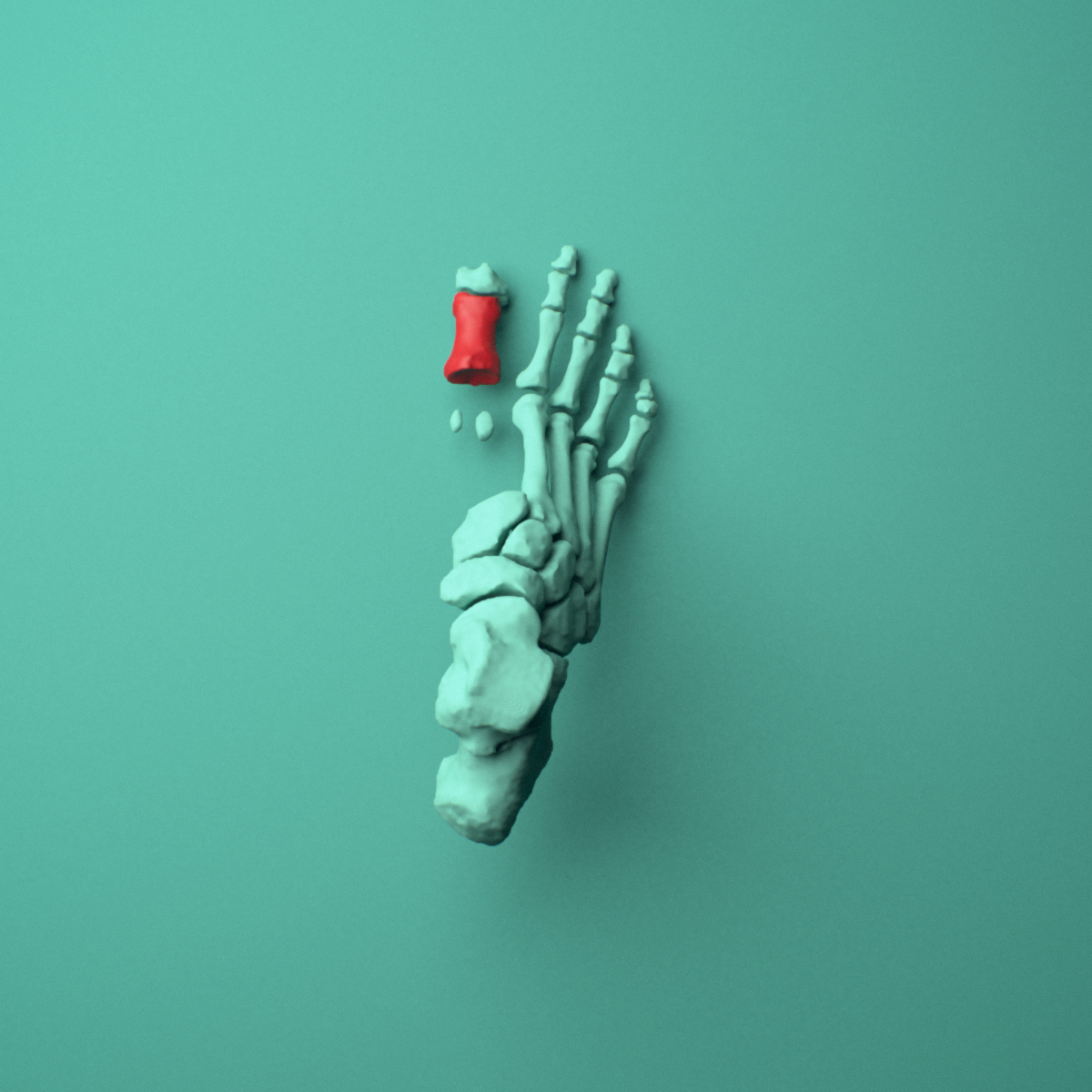 3D model of the Right big toe (hallux) proximal phalanx shown in position within a full foot and ankle model, superior view.