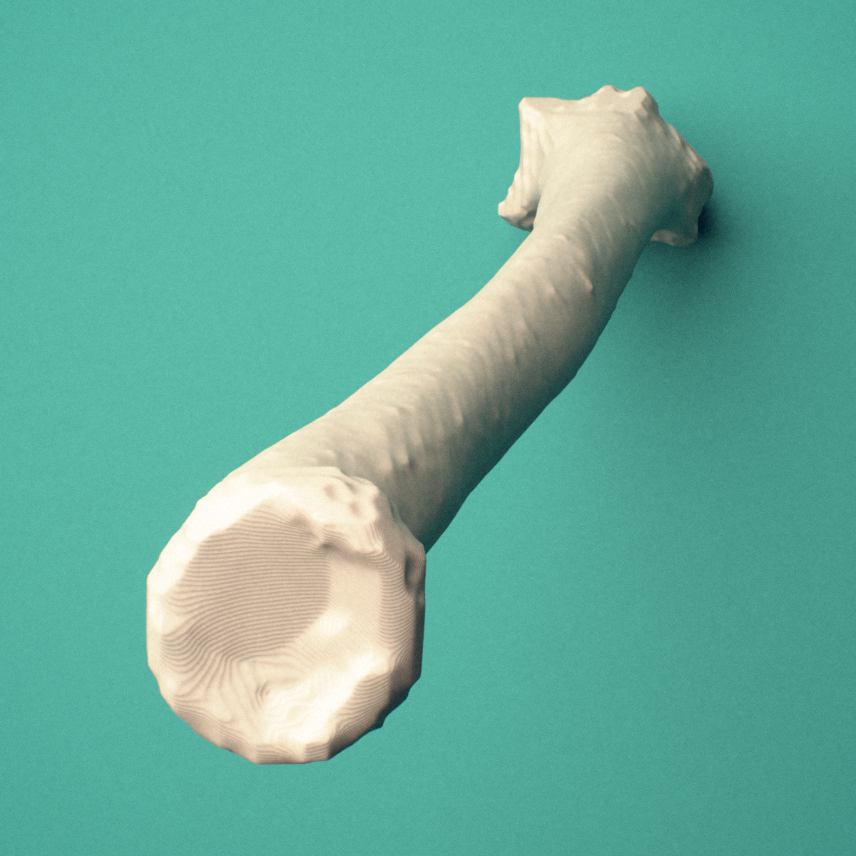 3D-printed Left radius, end-on view showing the carpal articular surface.