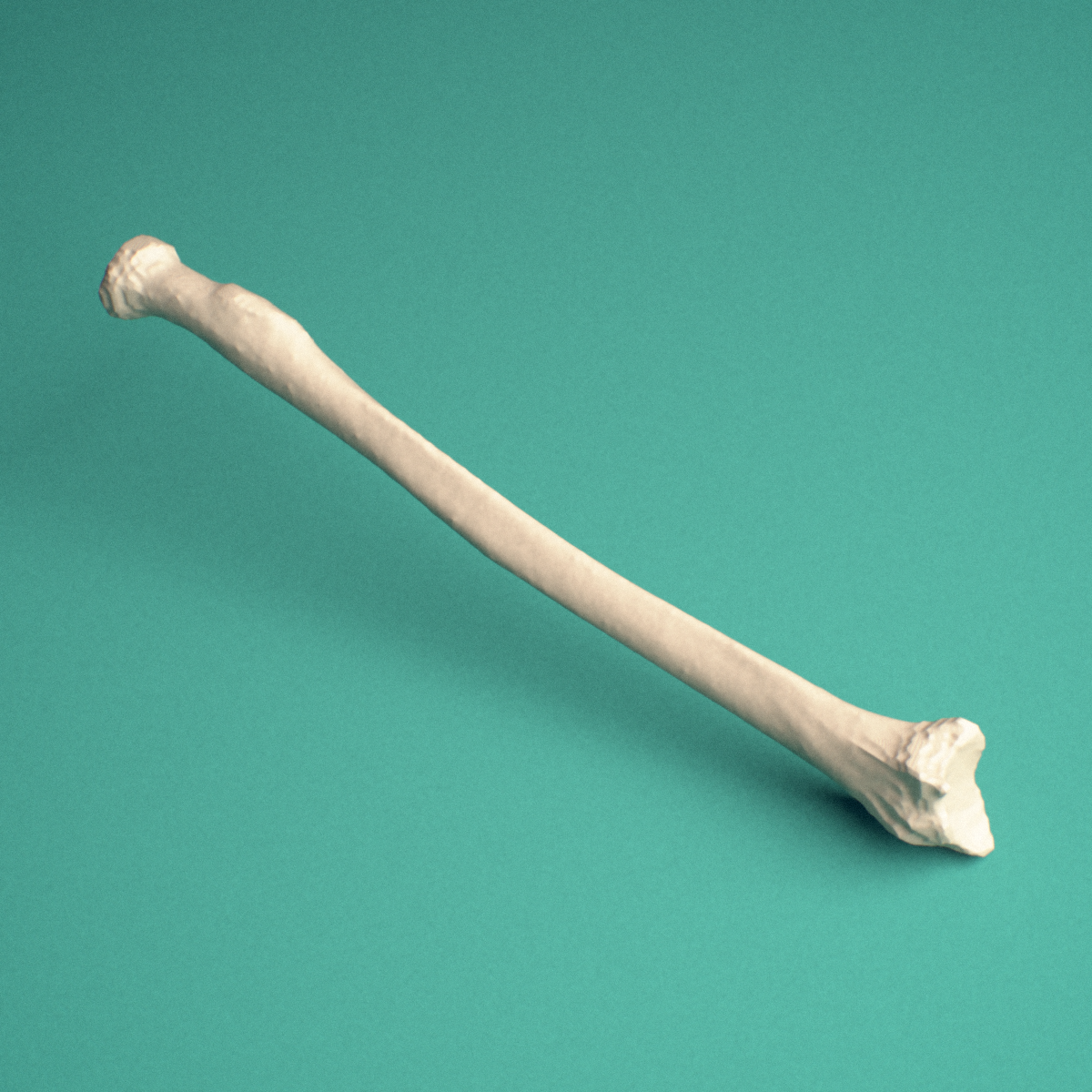 3D-printed Left radius, lateral view showing the shaft and radial tuberosity.