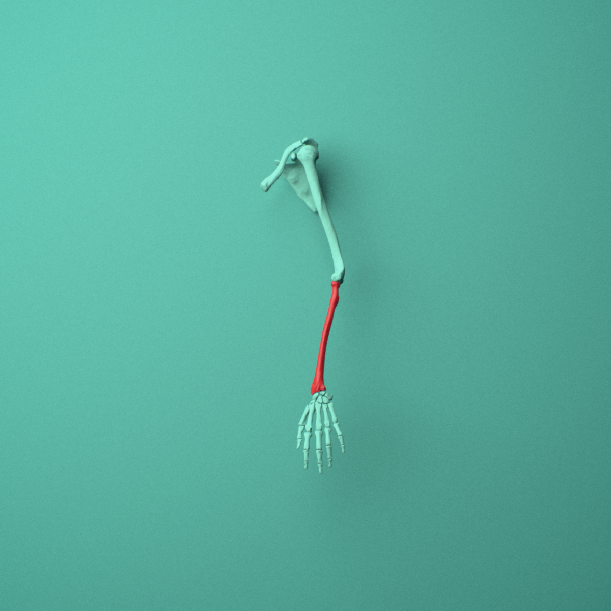 3D model of the Left radius shown in position within a full forearm model, anterior view.