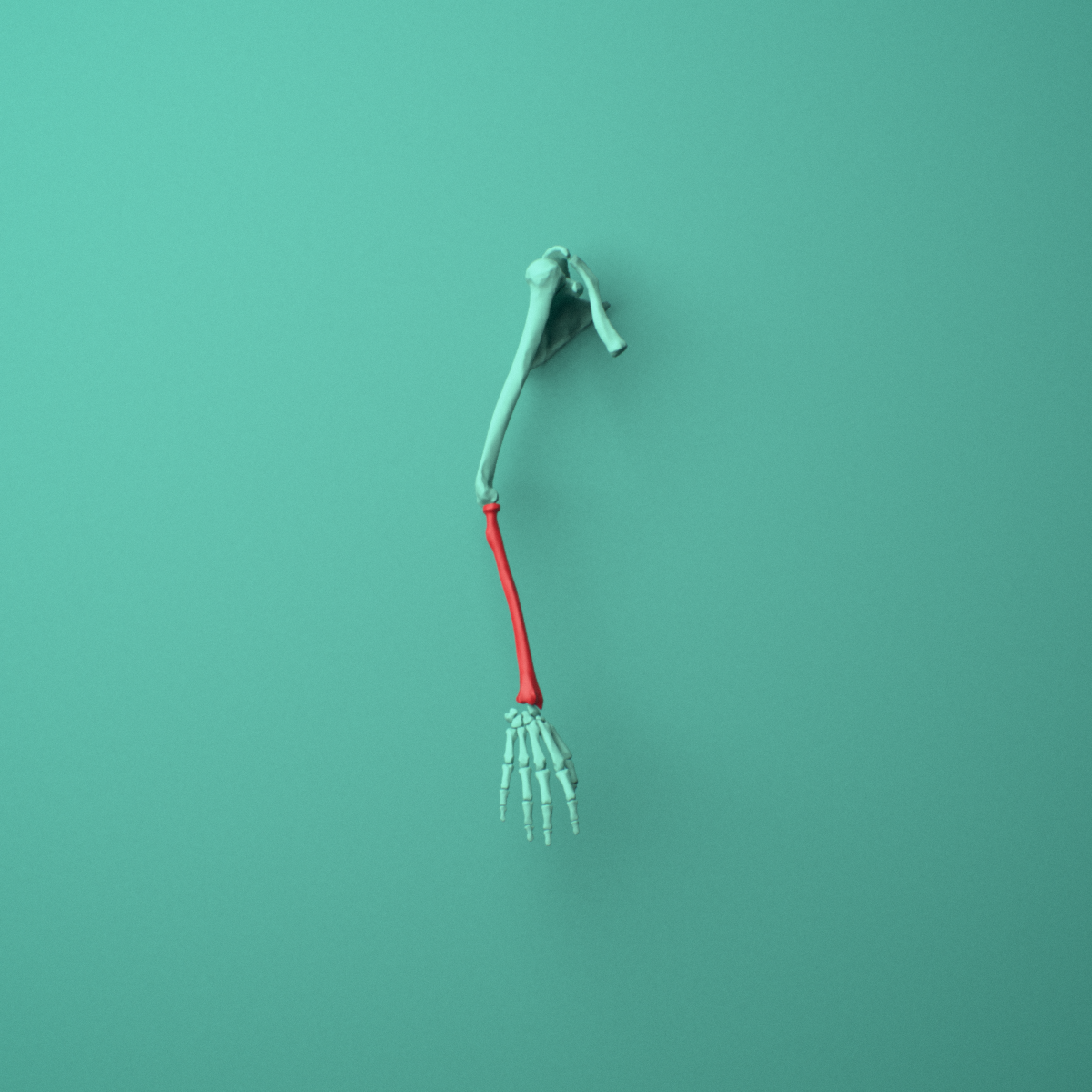 3D model of the Right radius shown in position within a full forearm model, anterior view.