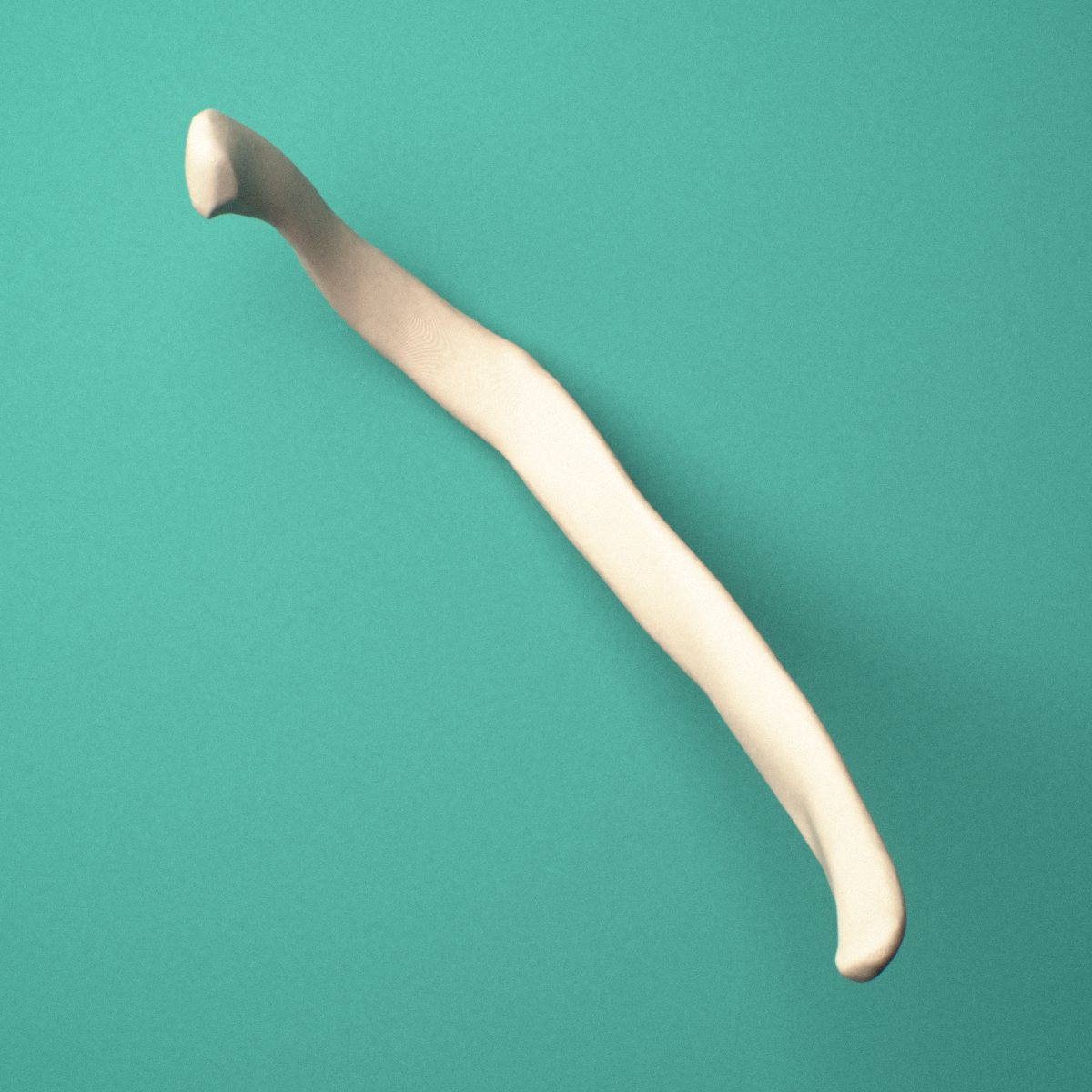 3D-printed Left eleventh rib (floating rib), close-up view showing the head of the rib.