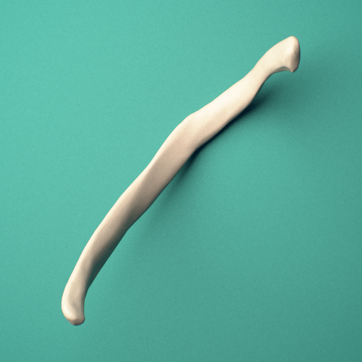 3D-printed Right eleventh rib (floating rib), close-up view showing the head of the rib.