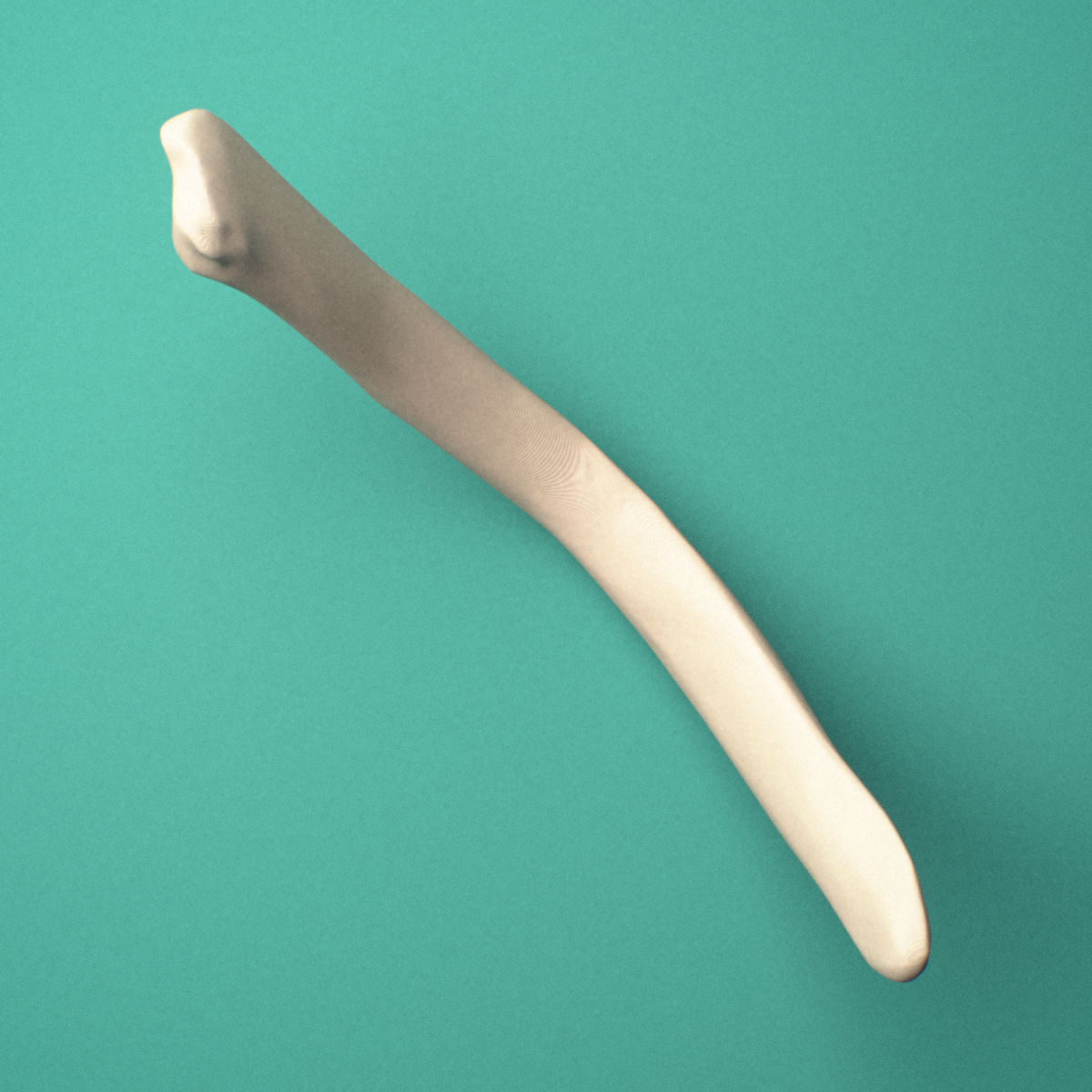 3D-printed Left twelfth rib (floating rib), close-up view showing the head of the rib.