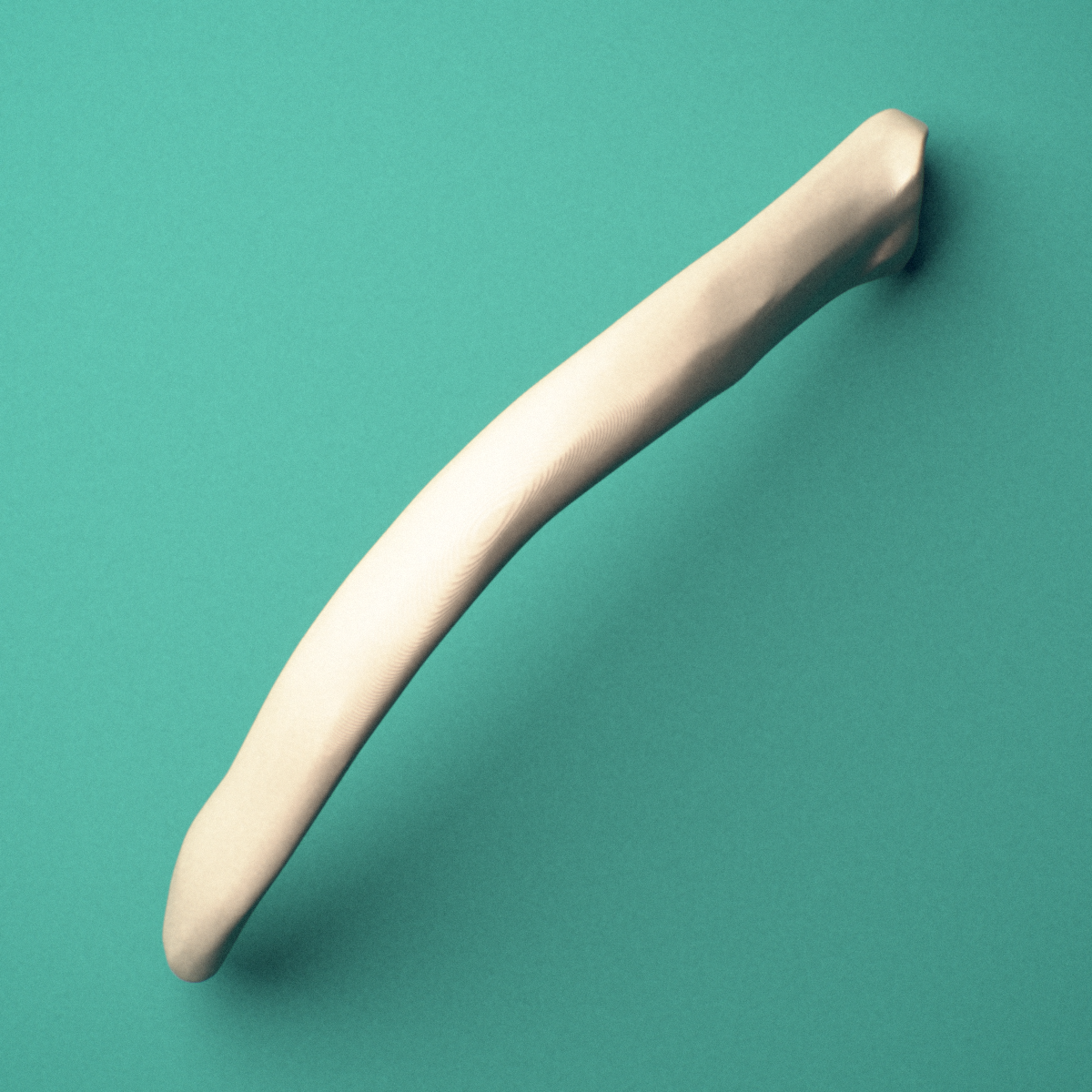 3D-printed Left twelfth rib (floating rib), close-up view showing the sternal end of the rib.