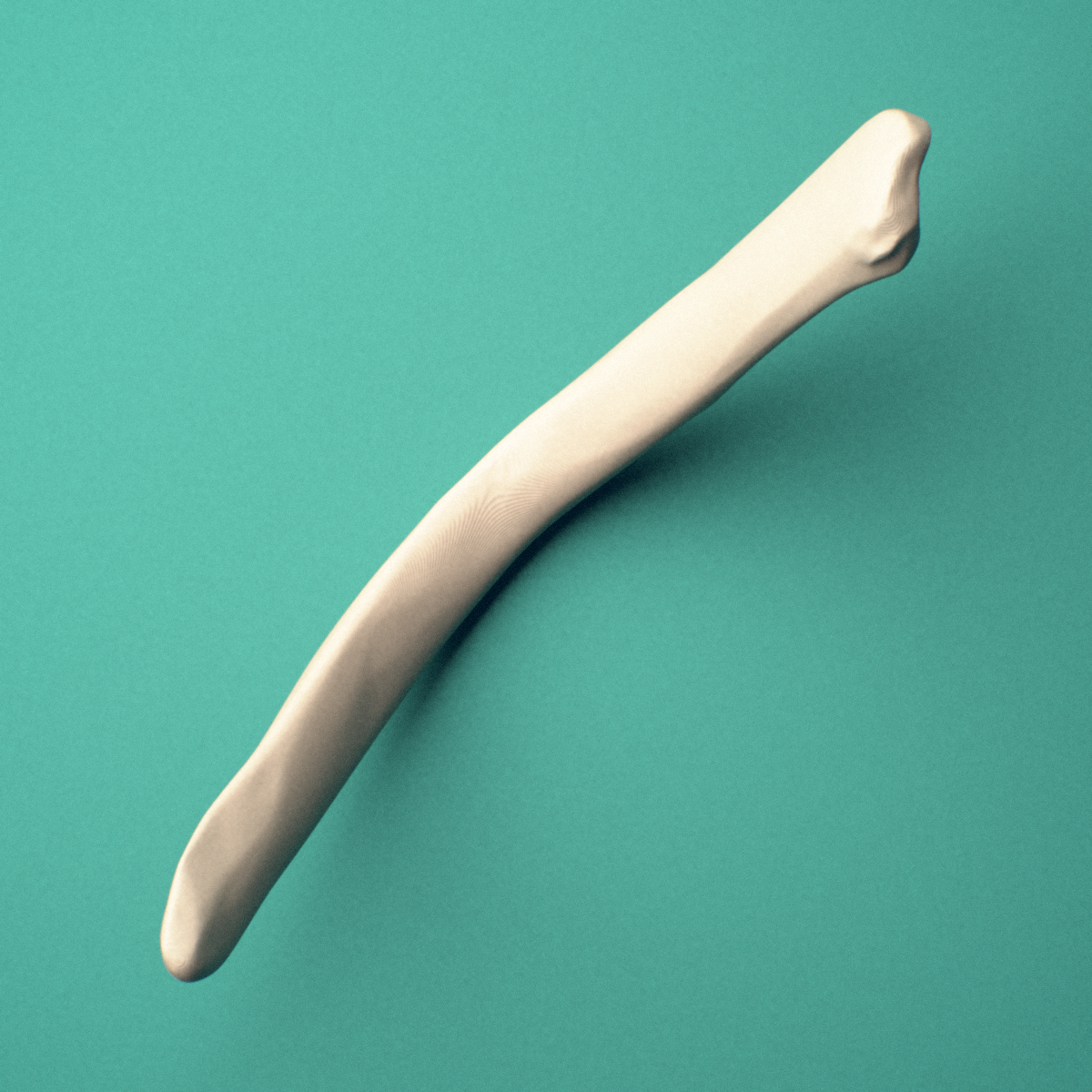3D-printed Right twelfth rib (floating rib), close-up view showing the head of the rib.