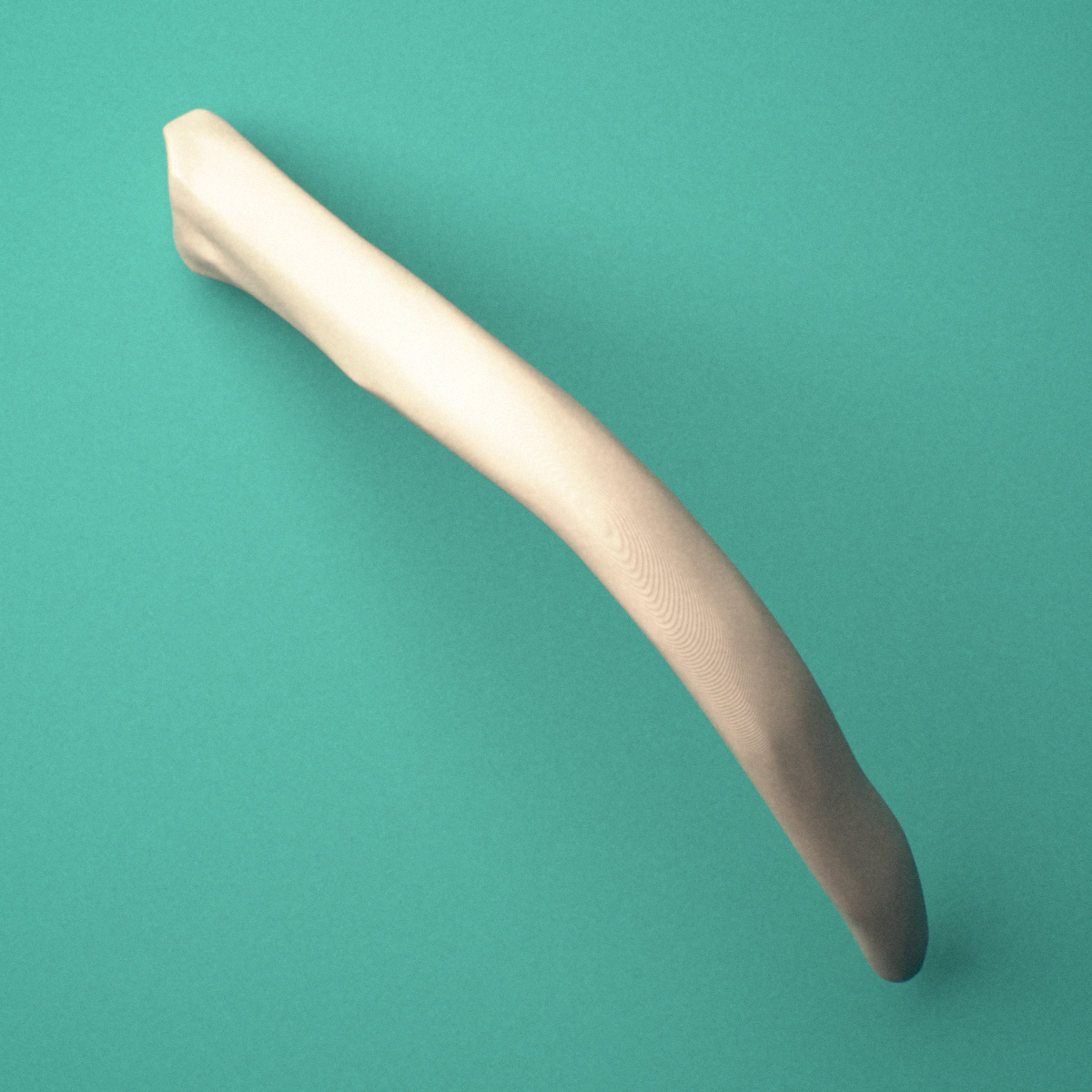3D-printed Right twelfth rib (floating rib), close-up view showing the sternal end of the rib.