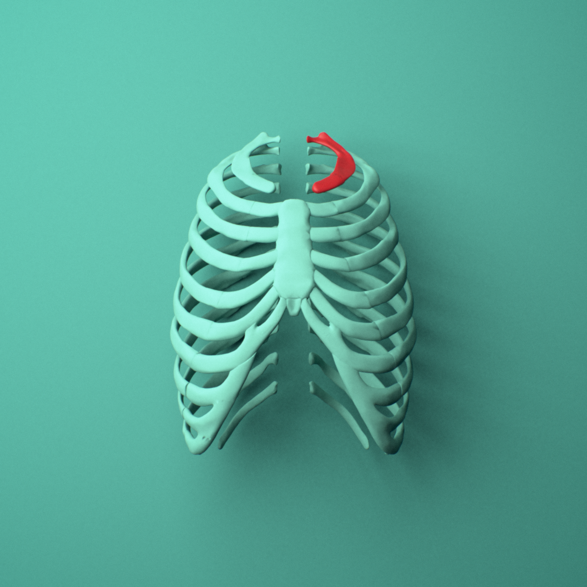 3D model of the Left first rib (true rib) shown in position within a full rib cage model, anterior view.
