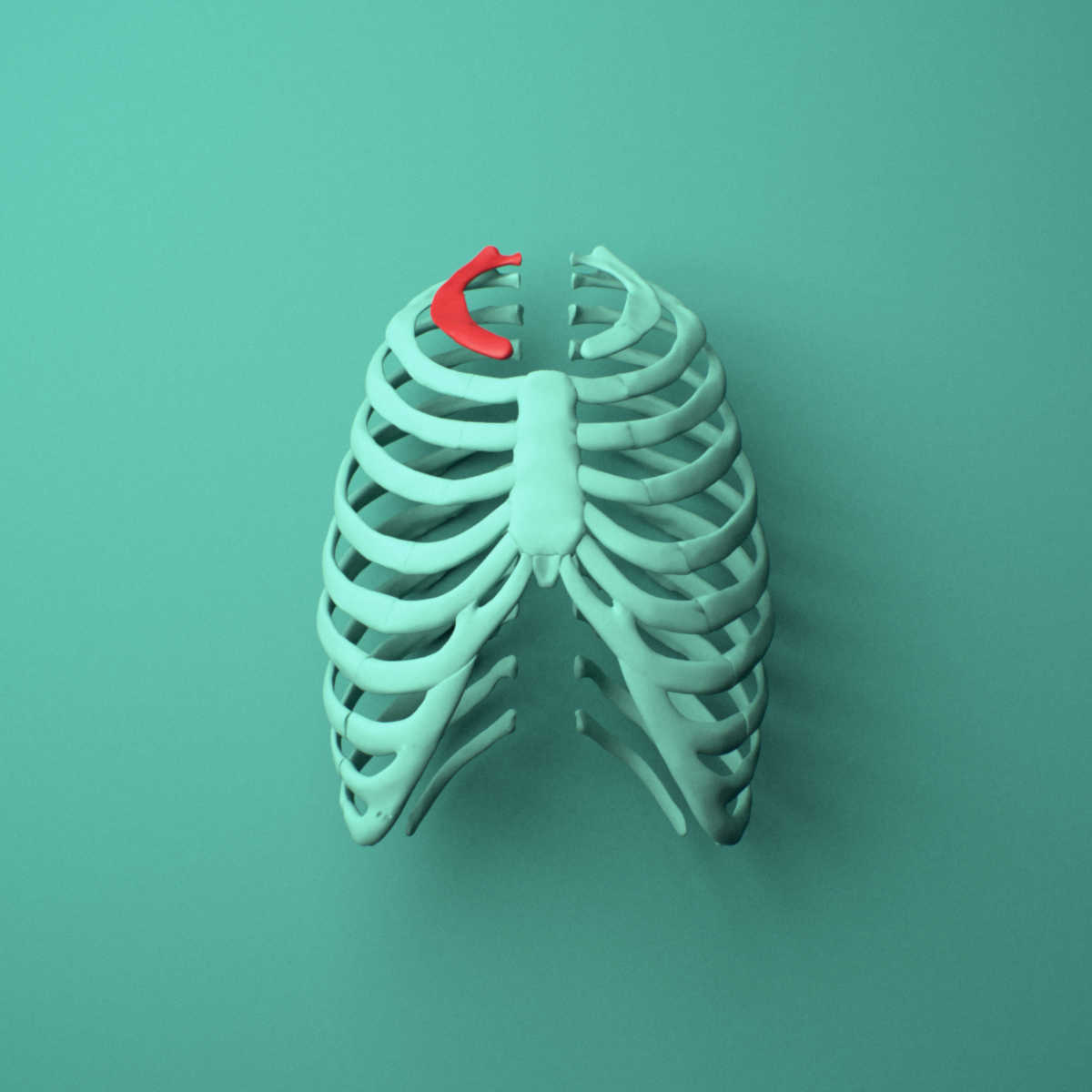 3D model of the Right first rib (true rib) shown in position within a full rib cage model, anterior view.