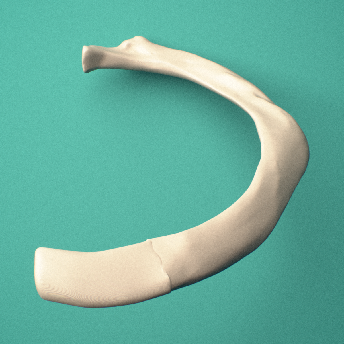 3D-printed Left second rib (true rib), close-up view showing the head of the rib.
