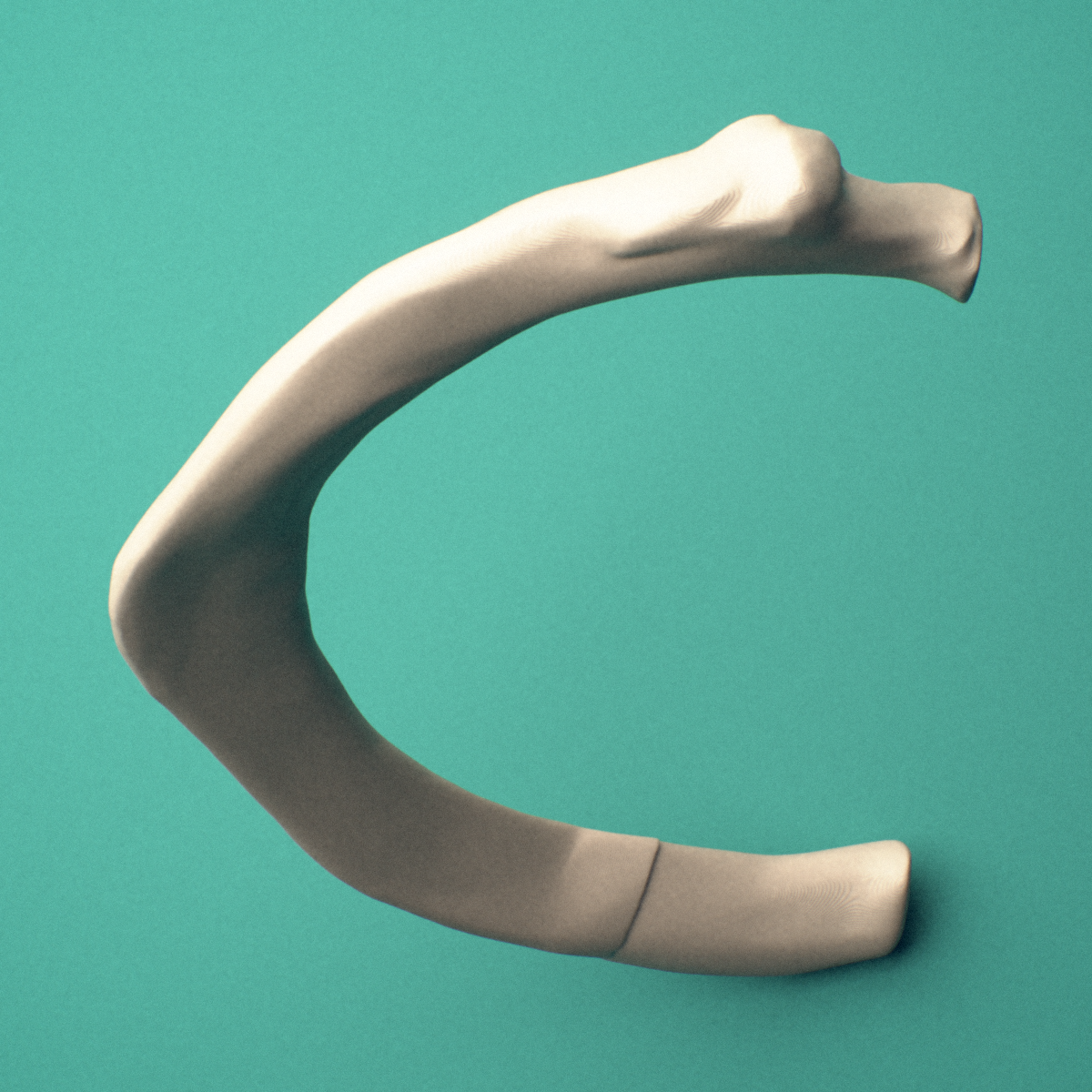 3D-printed Left second rib (true rib), close-up view showing the sternal end of the rib.