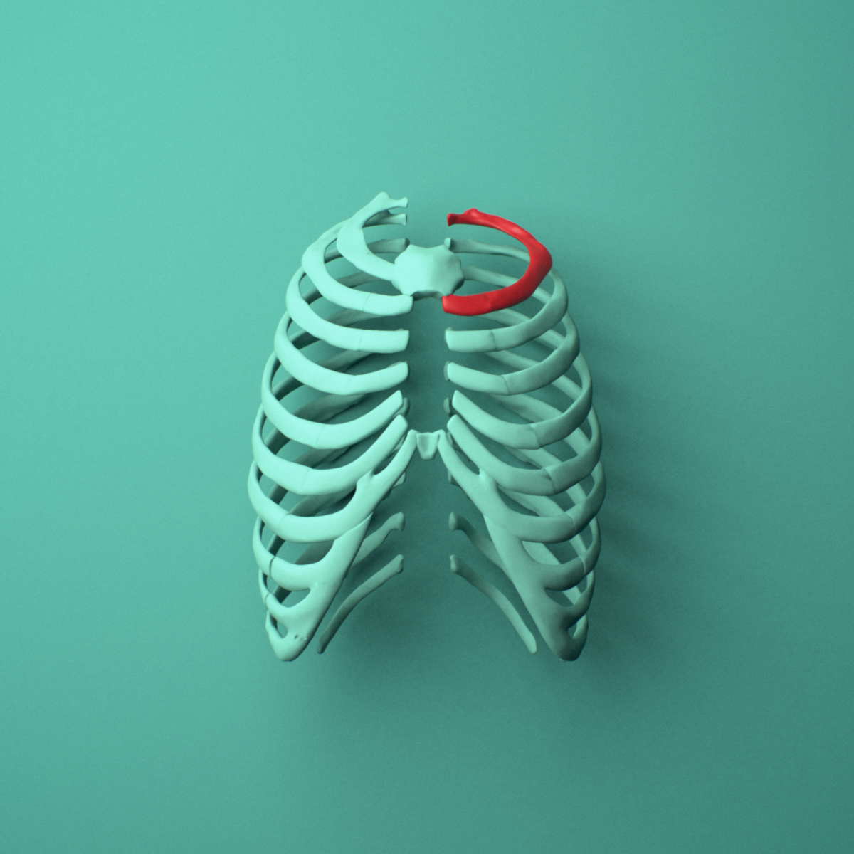 3D model of the Left second rib (true rib) shown in position within a full rib cage model, anterior view.