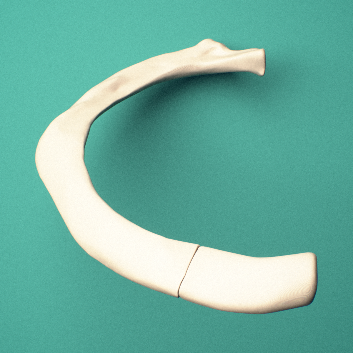 3D-printed Right second rib (true rib), close-up view showing the head of the rib.