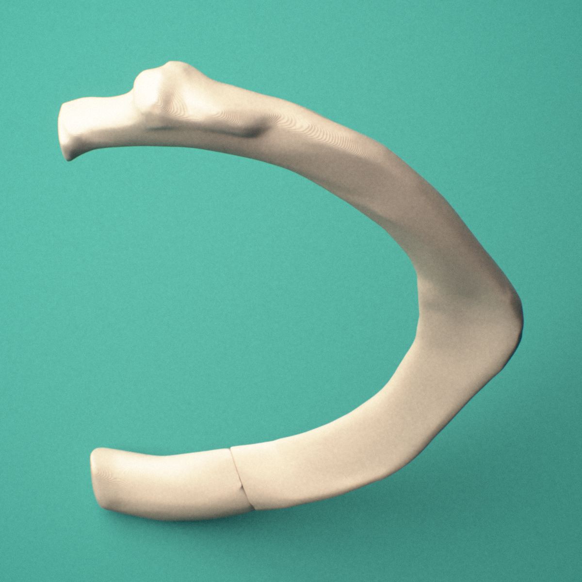 3D-printed Right second rib (true rib), close-up view showing the sternal end of the rib.