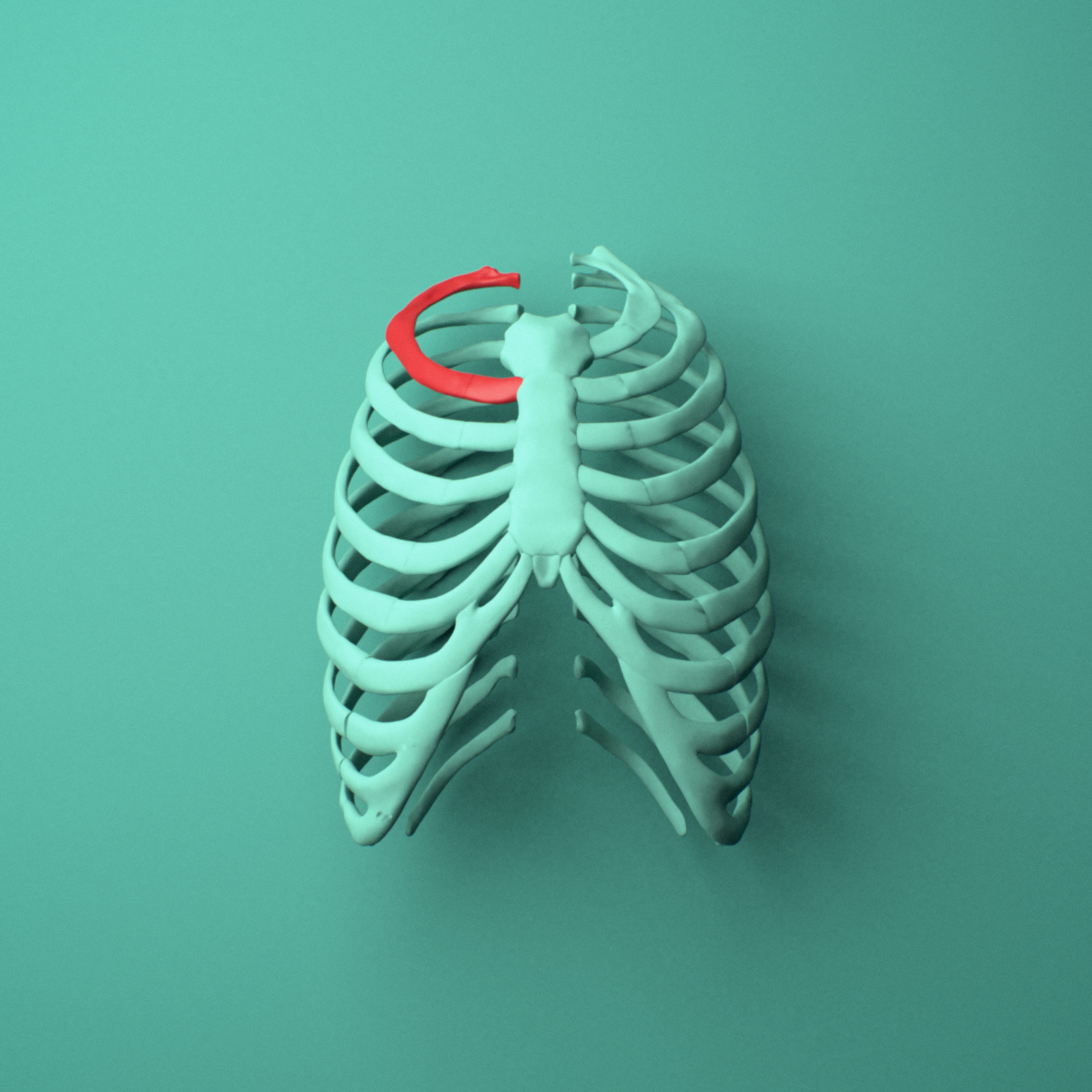 3D model of the Right second rib (true rib) shown in position within a full rib cage model, anterior view.