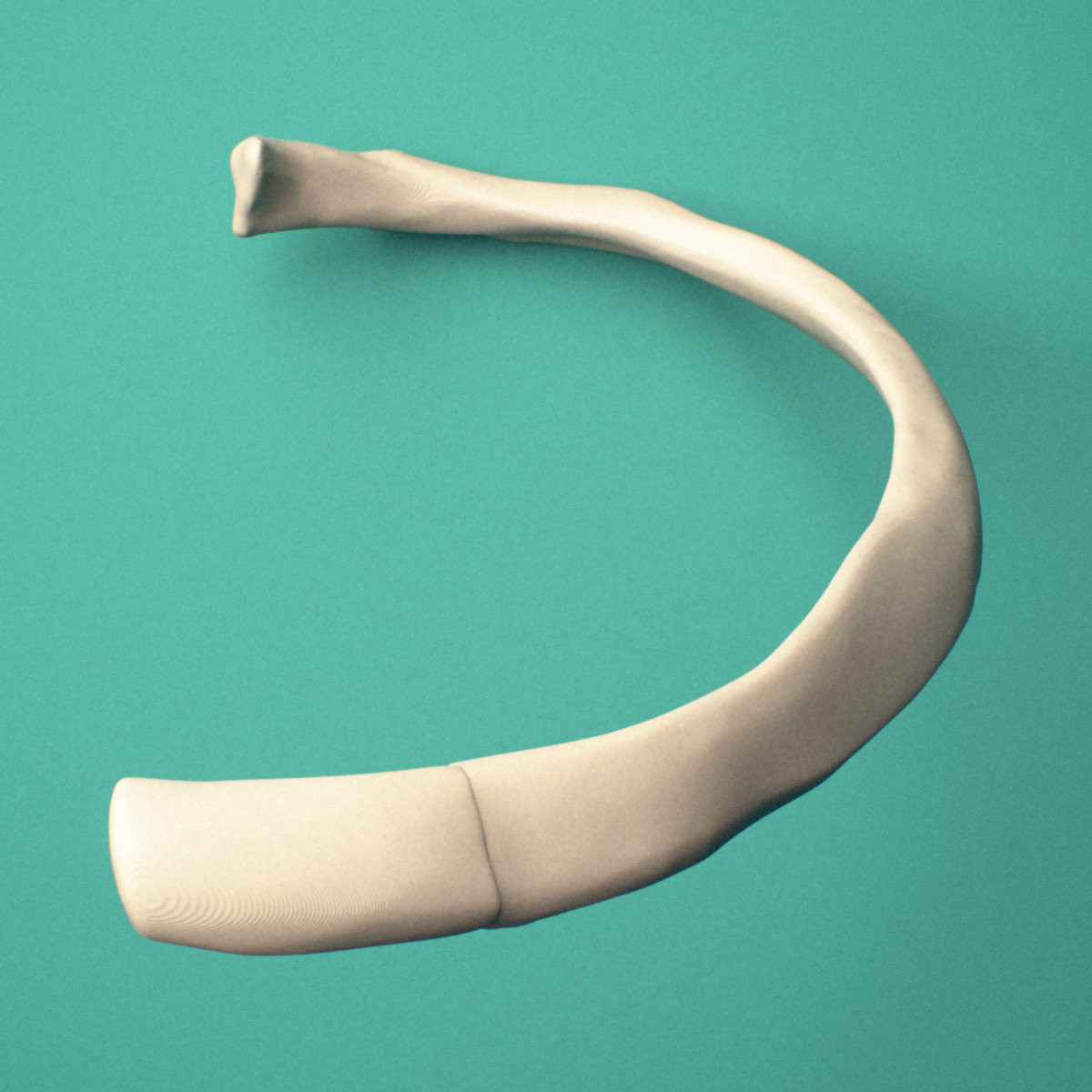 3D-printed Left third rib (true rib), close-up view showing the head of the rib.