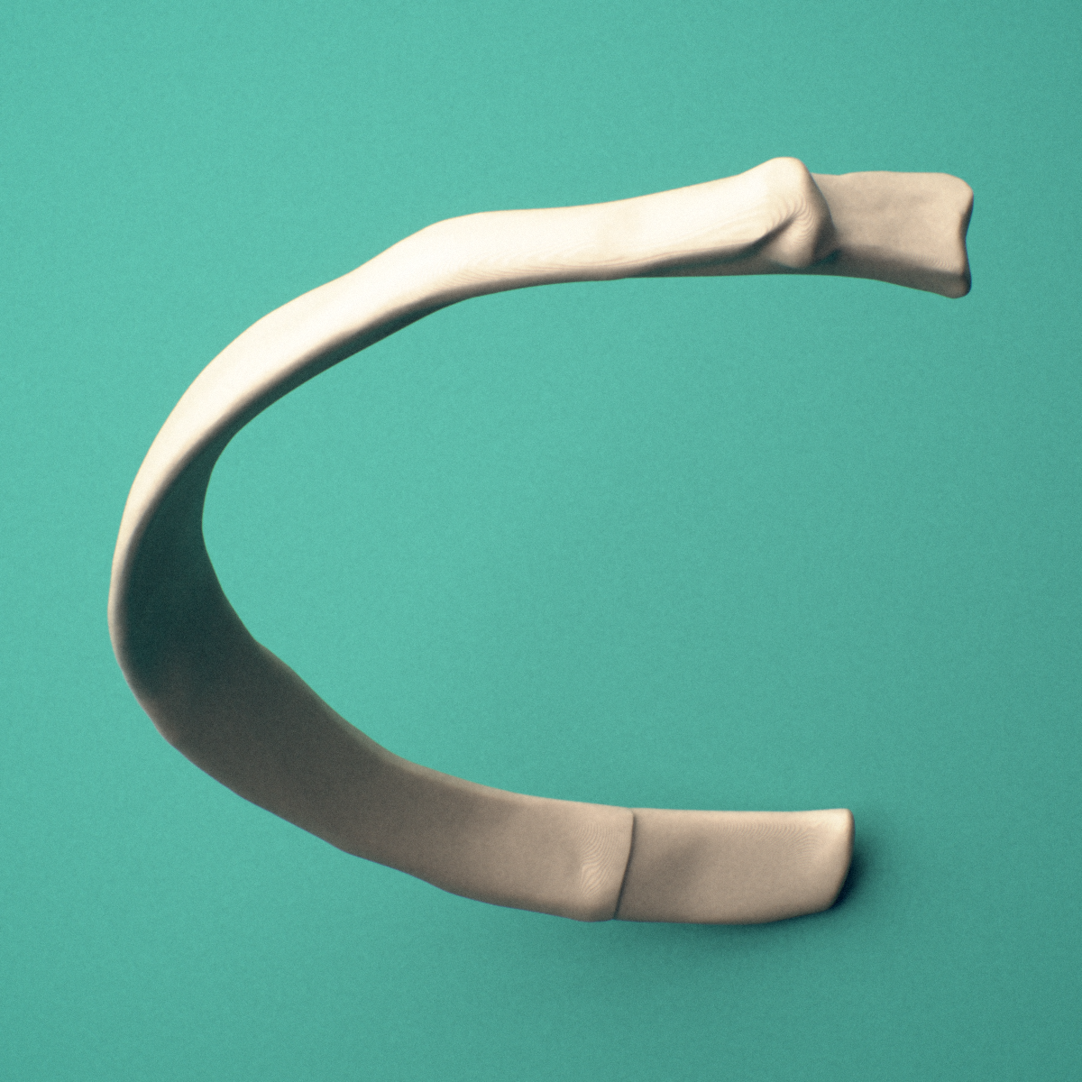3D-printed Left third rib (true rib), close-up view showing the sternal end of the rib.