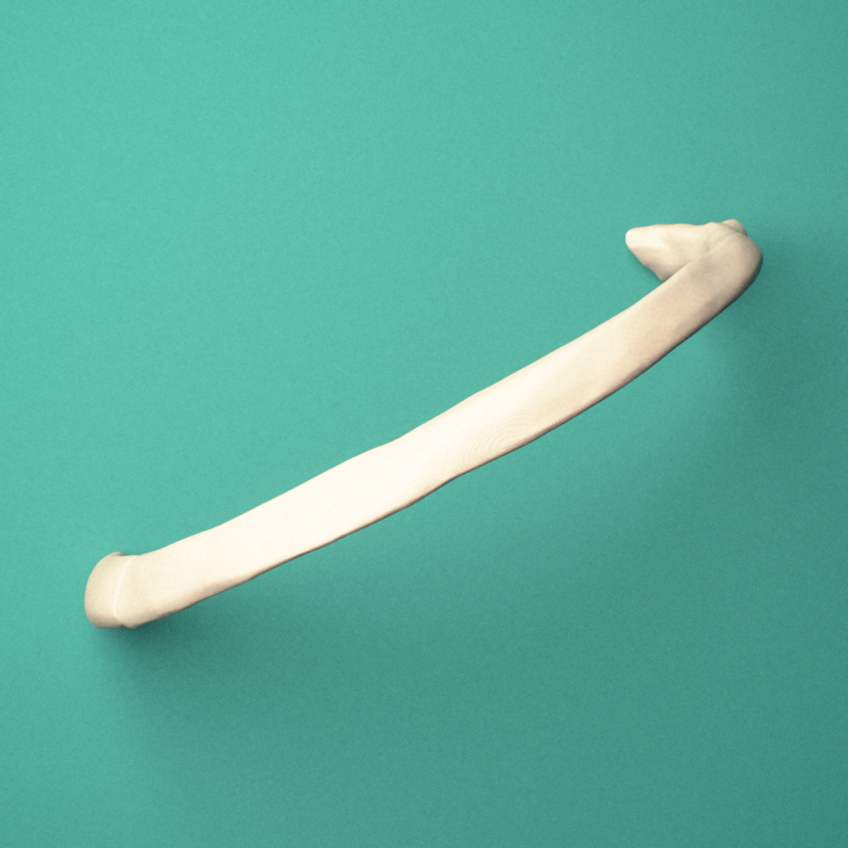 3D-printed Left third rib (true rib), oblique close-up view showing the tubercle.