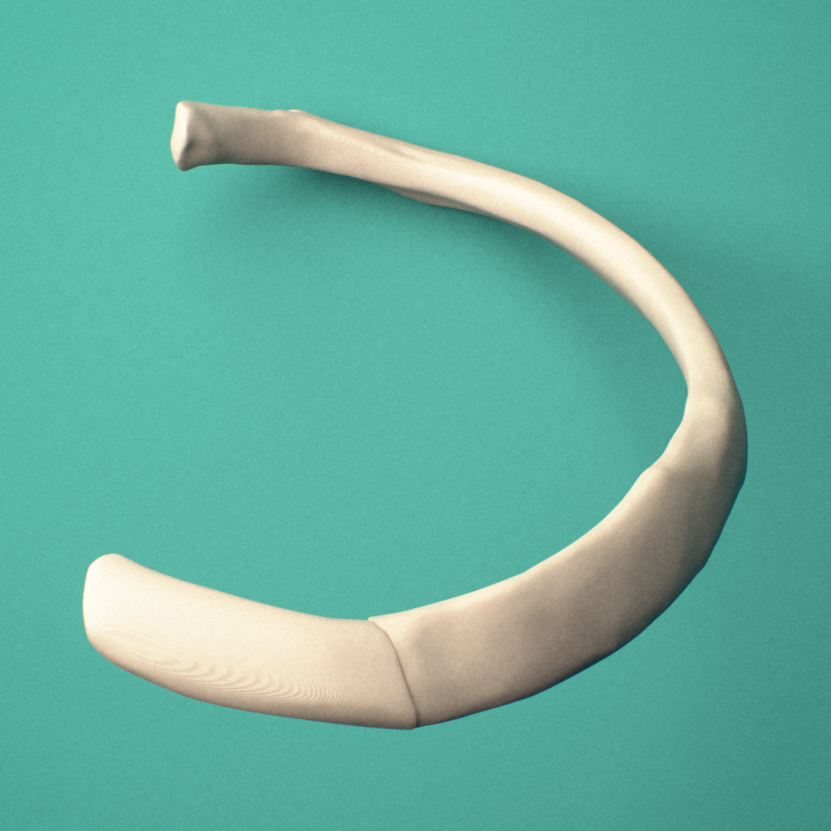 3D-printed Left fourth rib (true rib), close-up view showing the head of the rib.