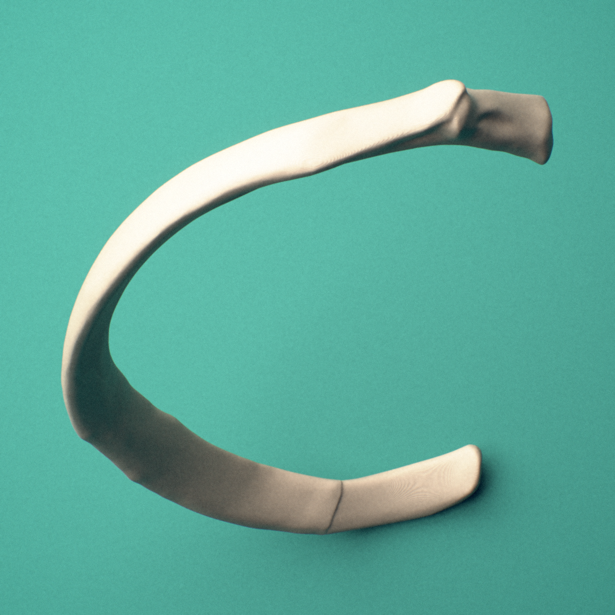 3D-printed Left fourth rib (true rib), close-up view showing the sternal end of the rib.