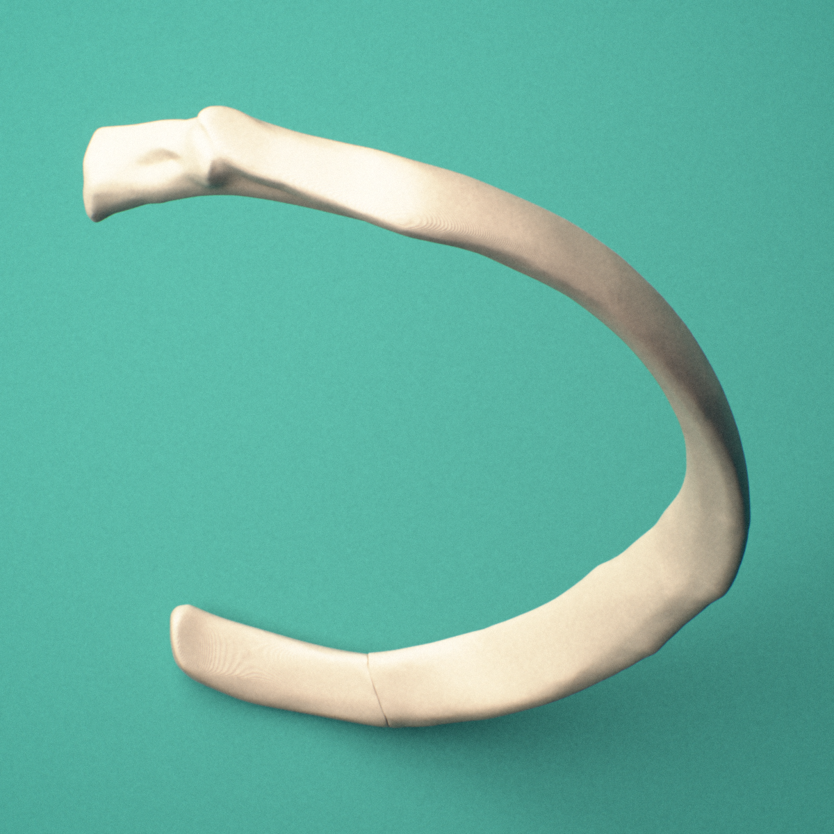 3D-printed Right fourth rib (true rib), close-up view showing the sternal end of the rib.